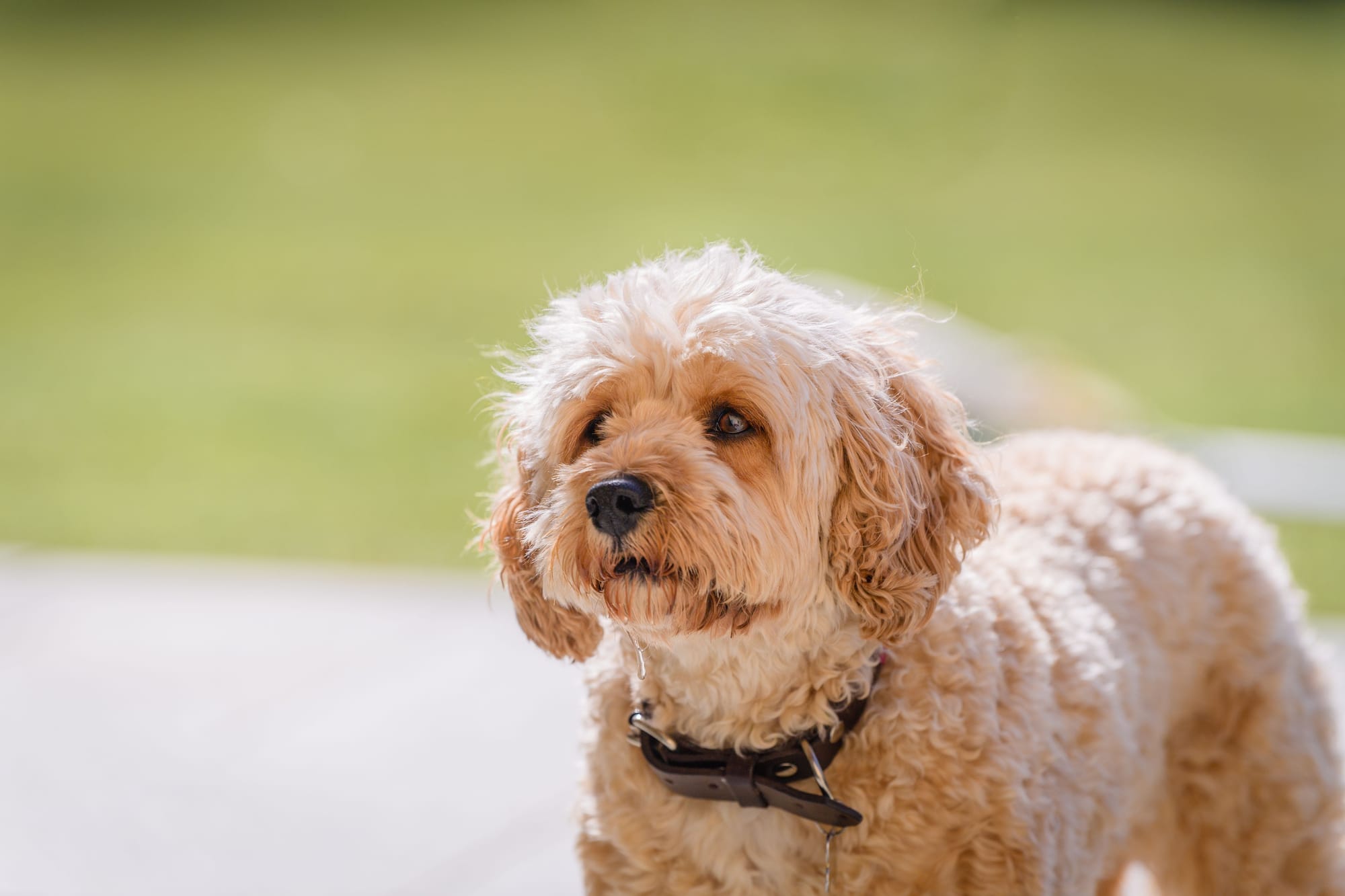 How Big is a Cavapoo Full Grown