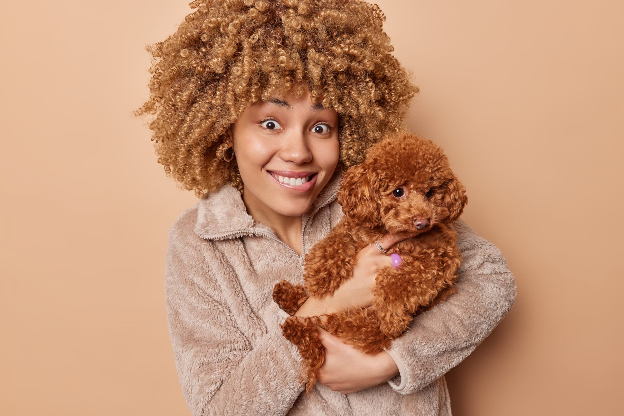 Owning a Toy Poodle