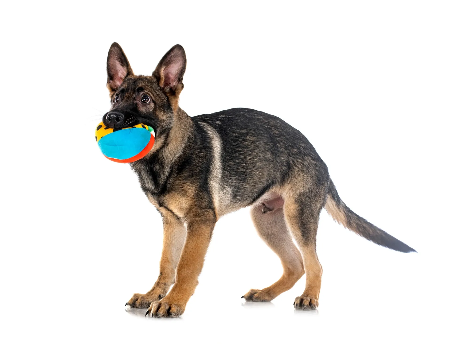 Interactive Toys for German Shepherds