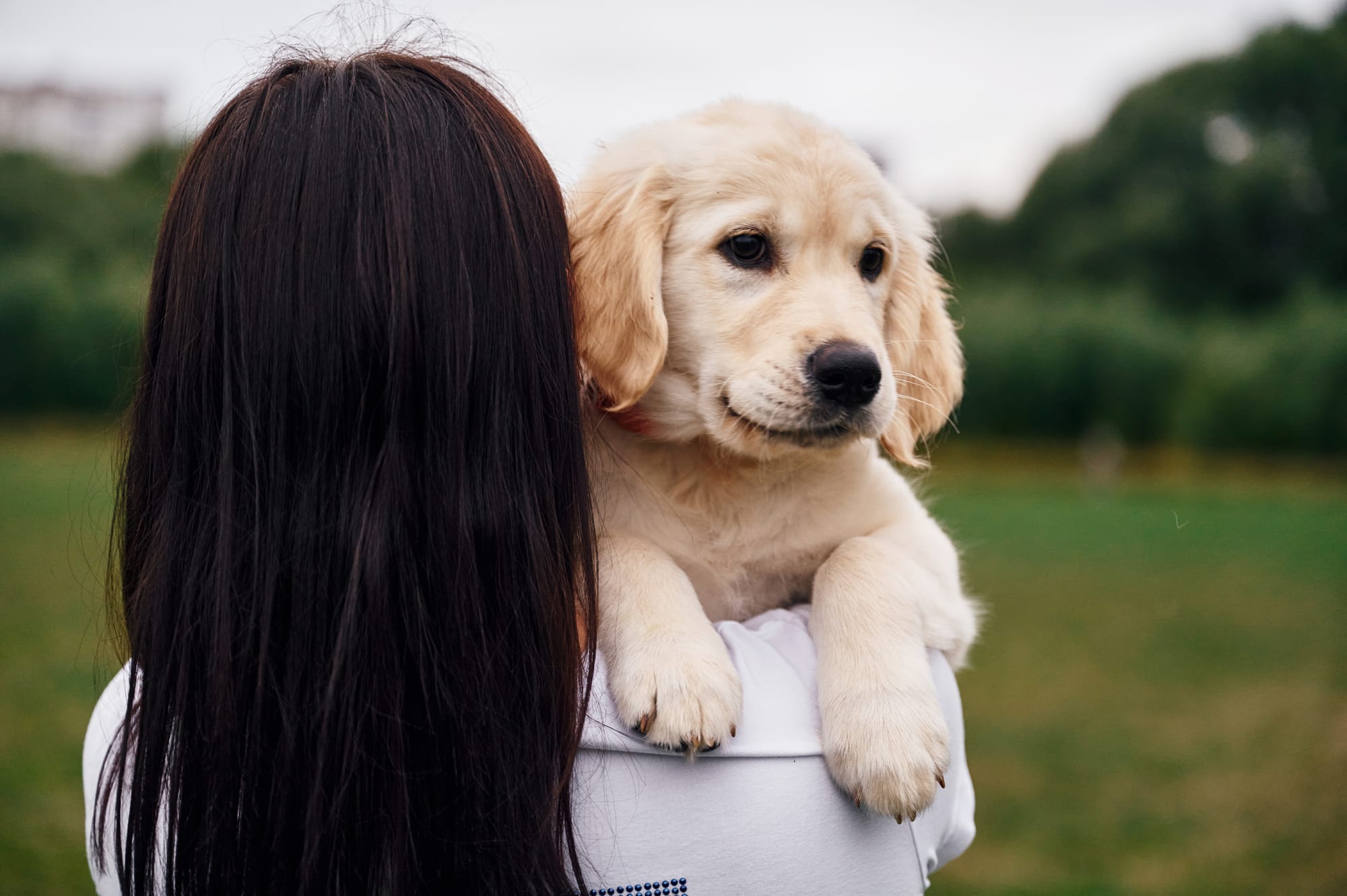 Why You Should Get a Puppy