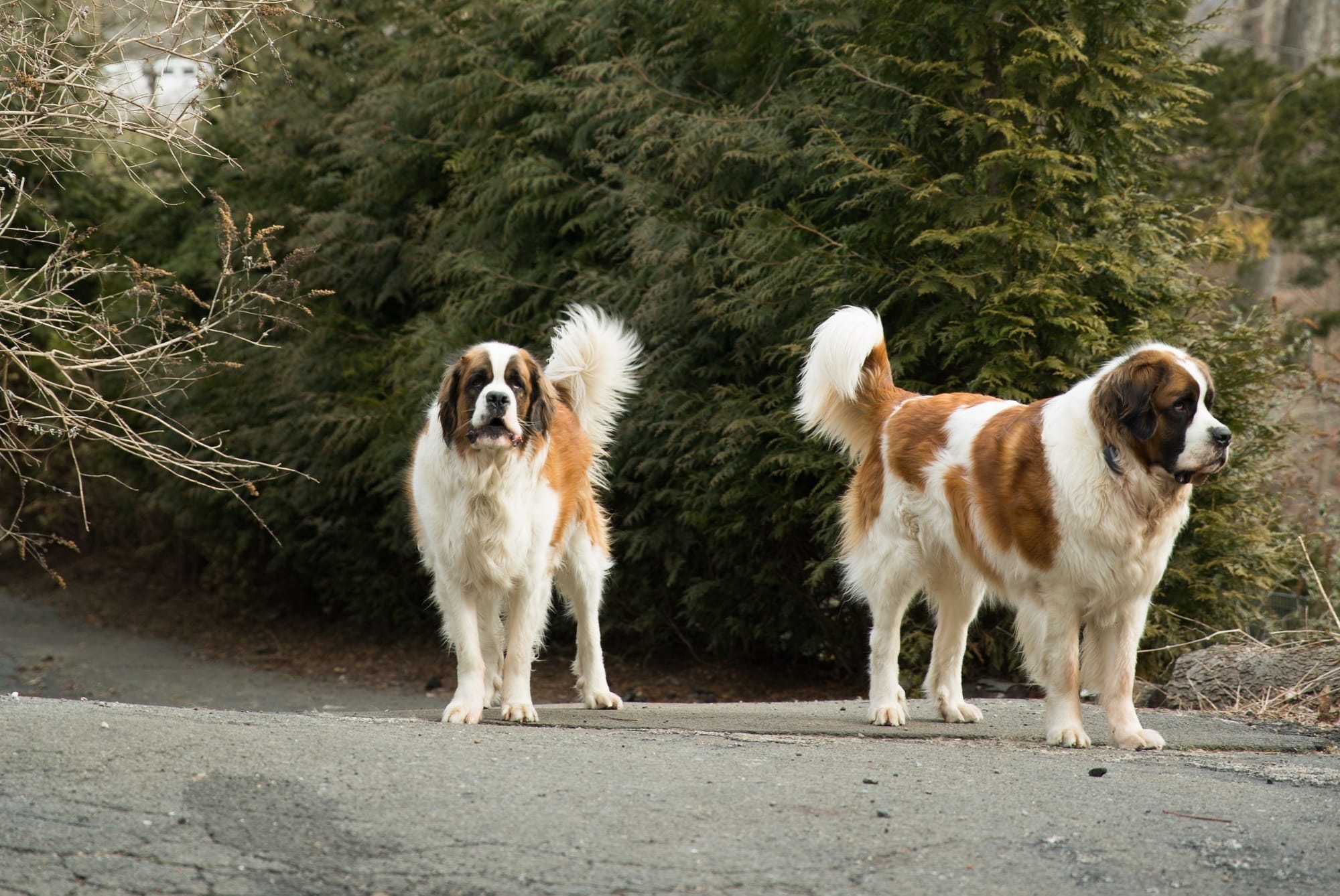 Are St. Bernards Aggressive