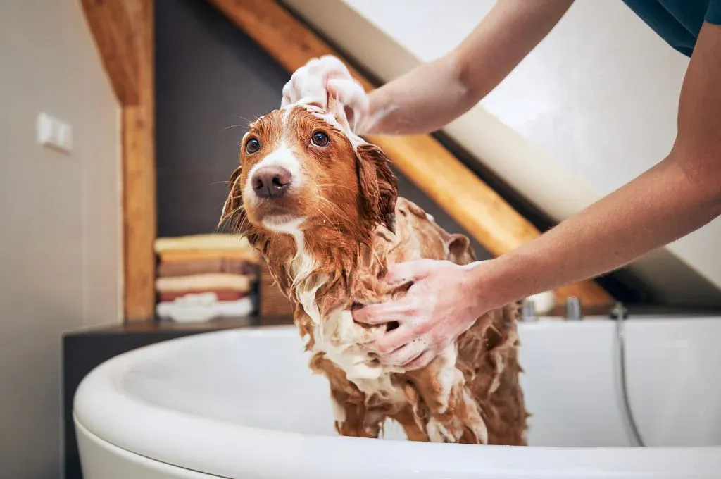 Dog bathing