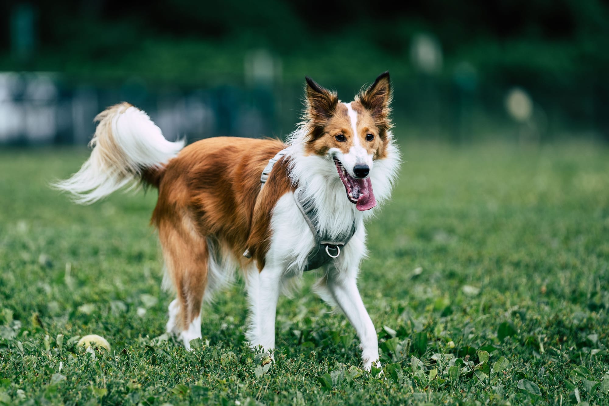 How Long Do Collies Live