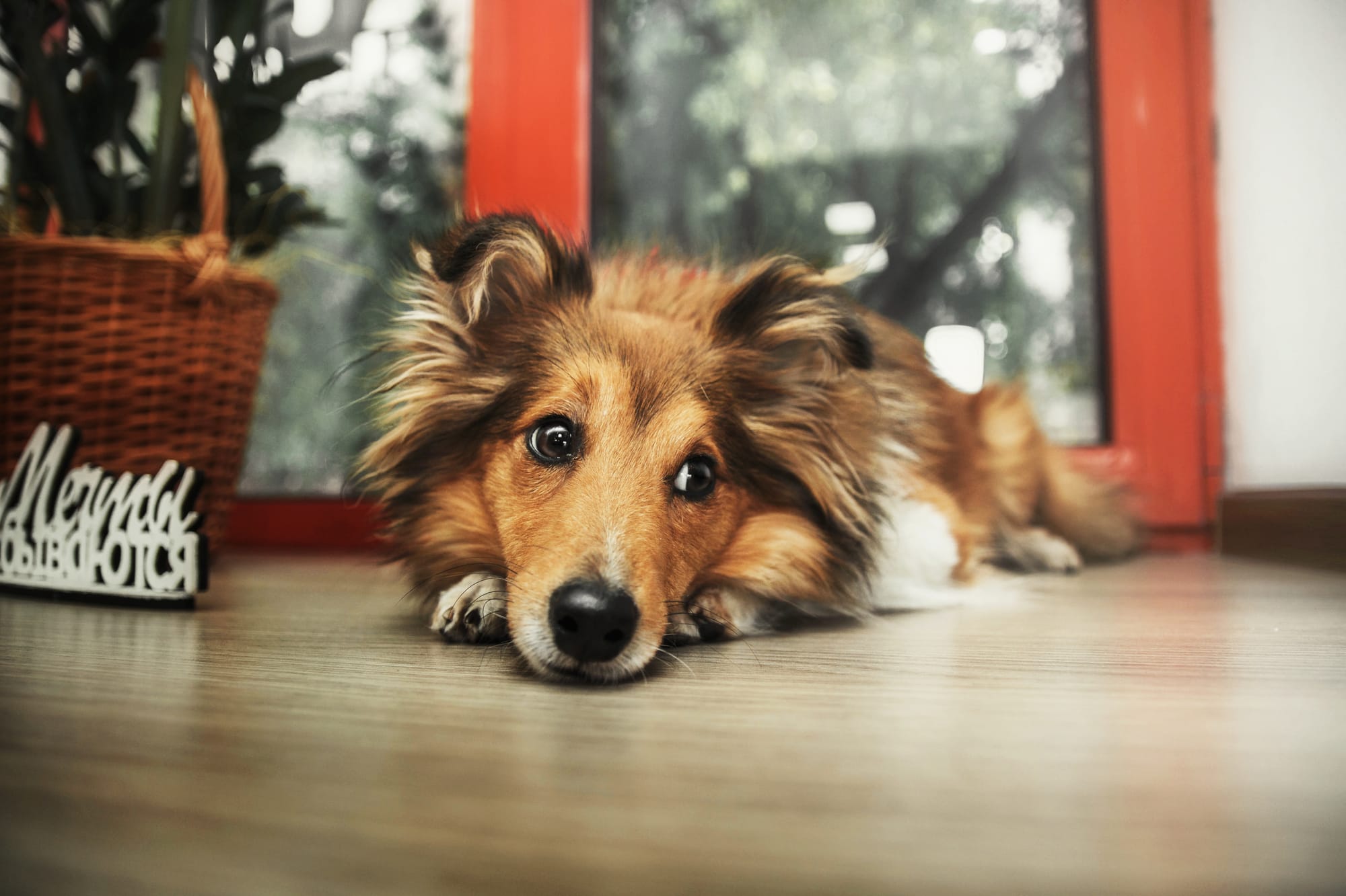 Best Dogs for Anxiety