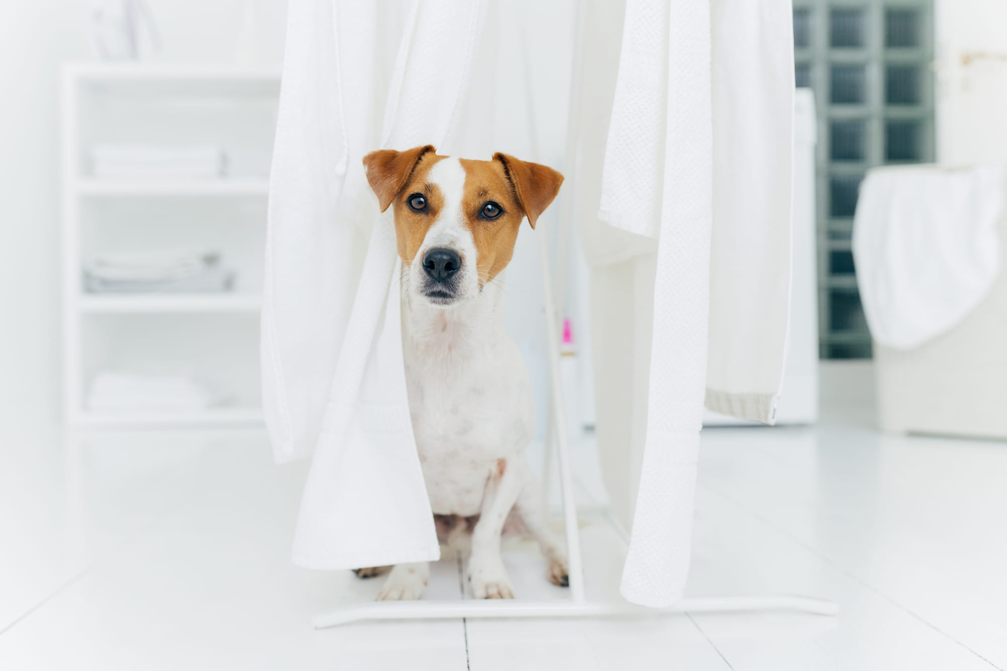 Why Does My Dog Follow Me Into the Bathroom