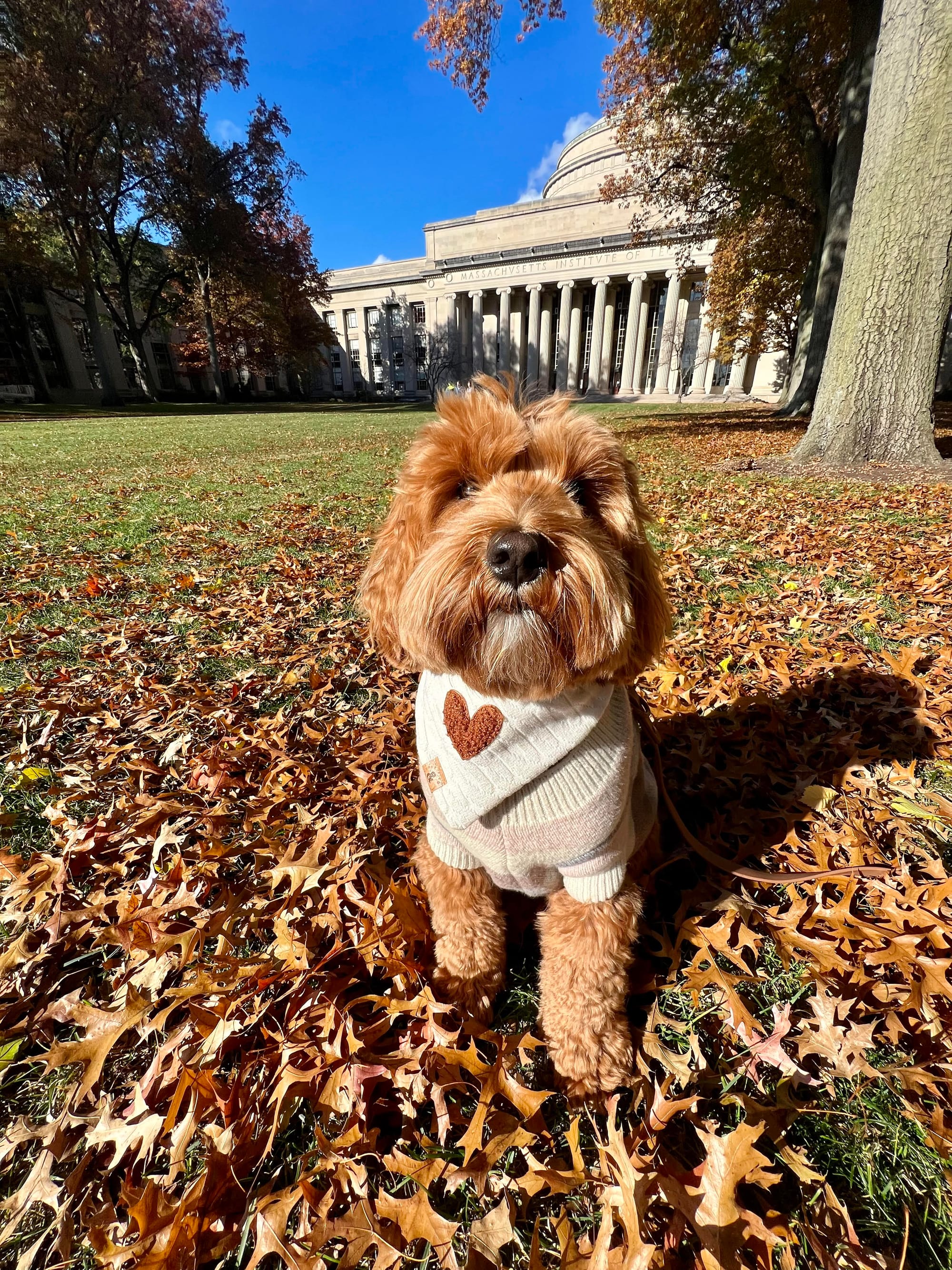 DOGFLUENCERS: Meet Poppy, Boston's Dog Influencer Spreading Joy One Woof at a Time