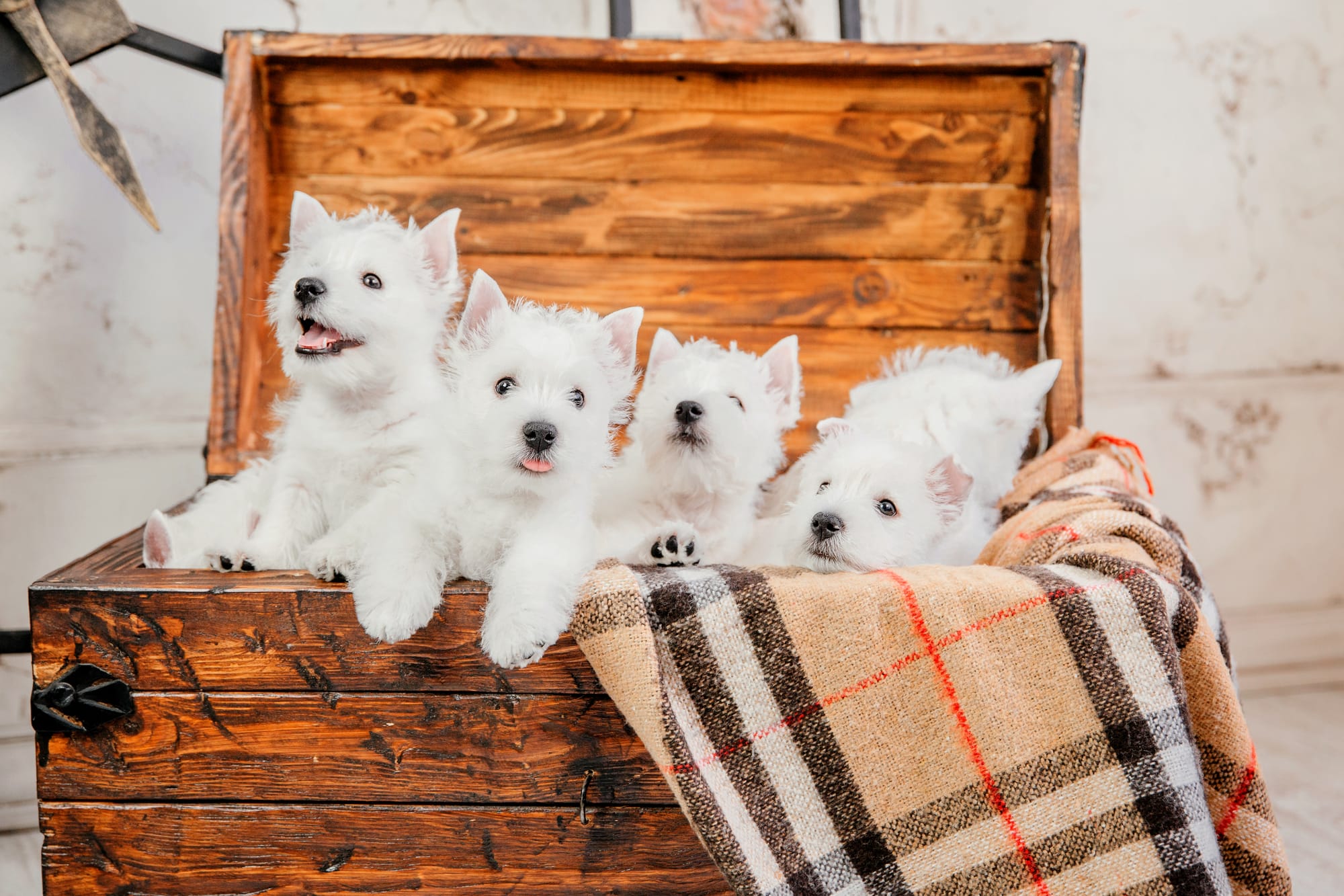 Westie Pups Pricing