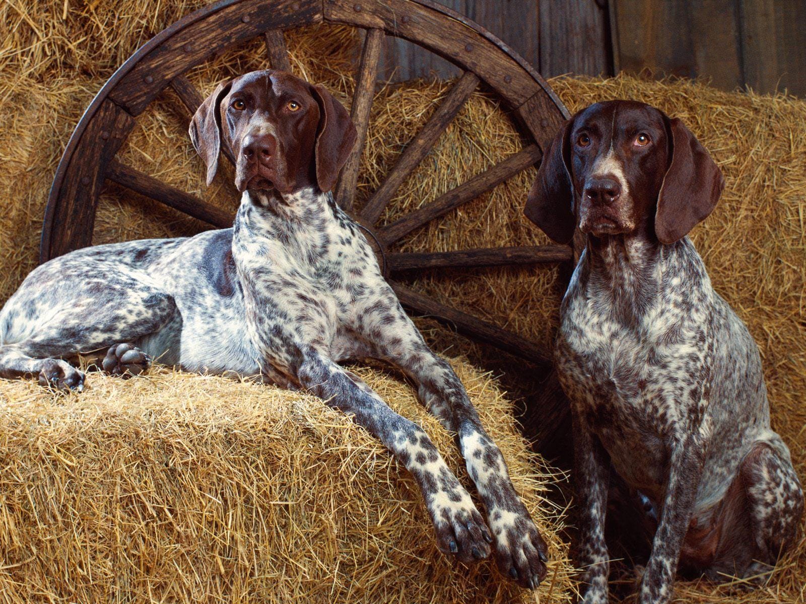 Are Bluetick Coonhounds Good Family Dogs