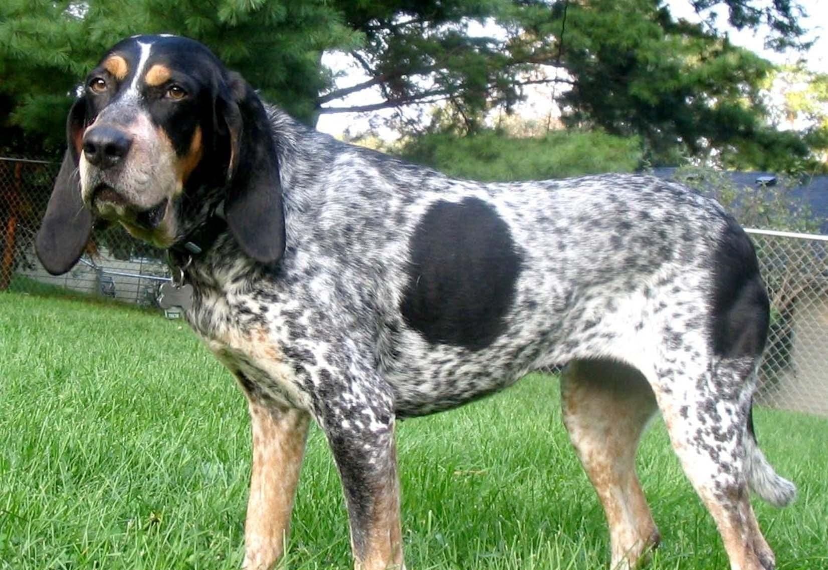 Vocal World of Bluetick Coonhounds