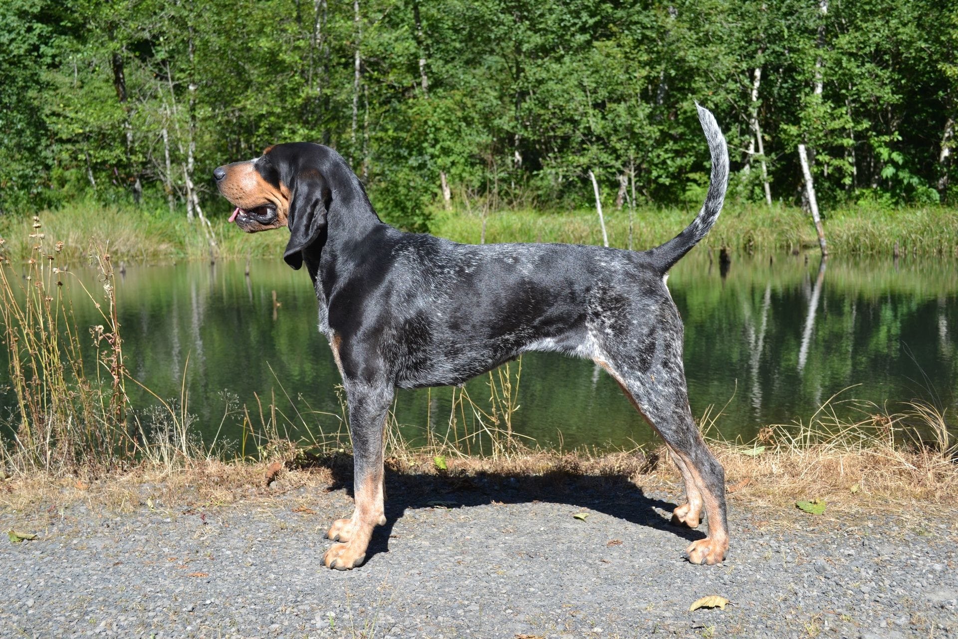 Do Bluetick Coonhounds Drool