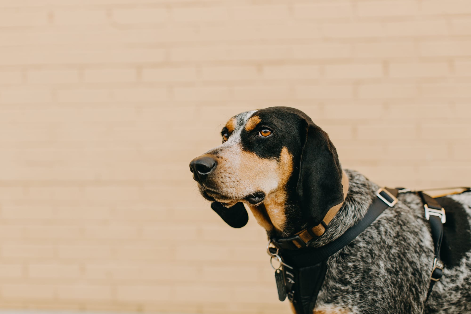Vocal World of Bluetick Coonhounds