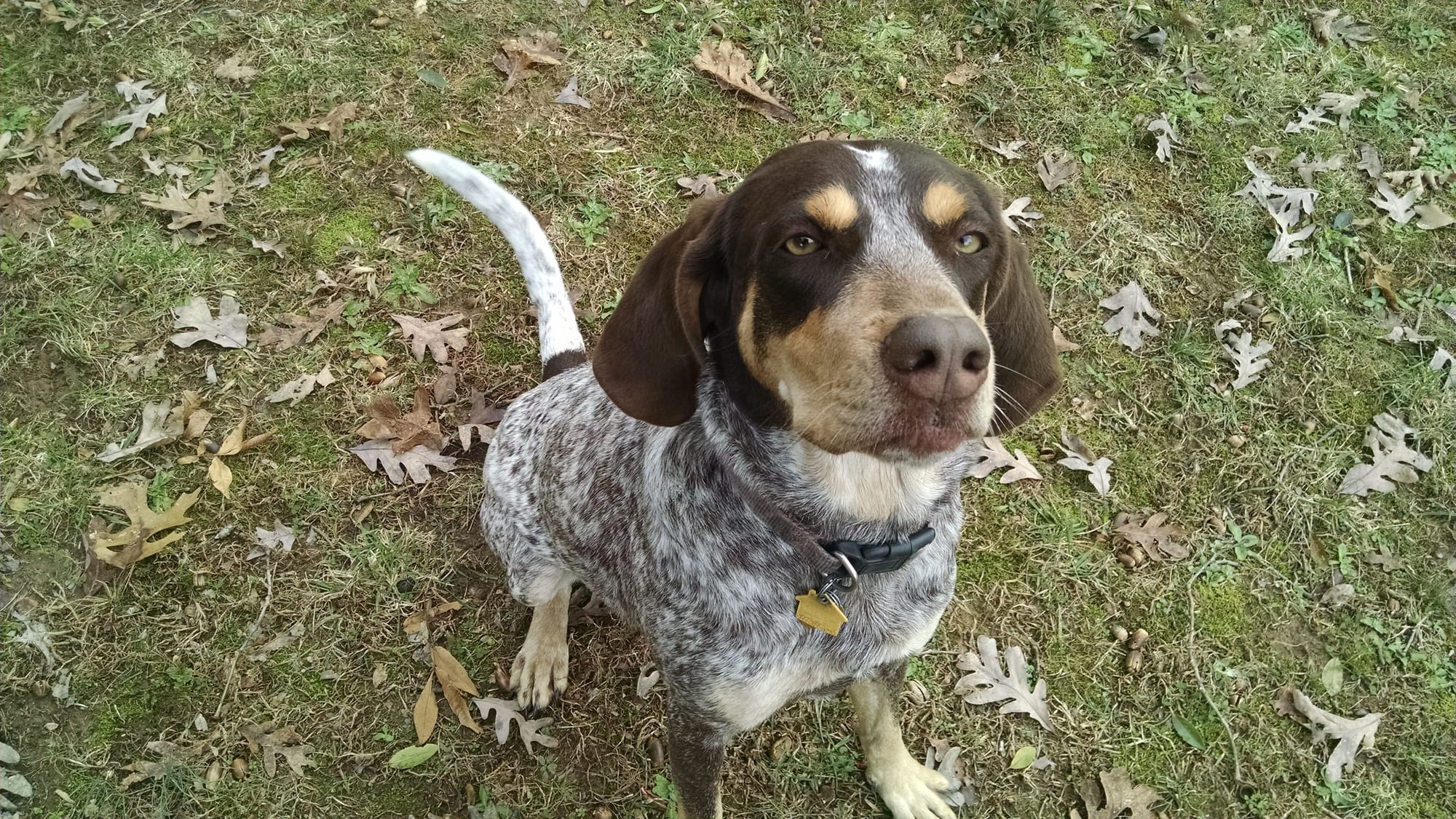 Are Bluetick Coonhounds Good Family Dogs