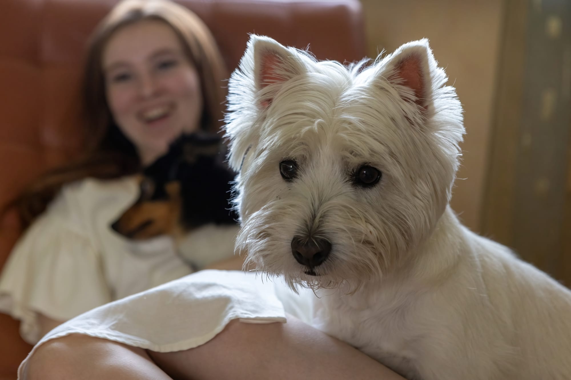 Are Westies Great Family Dogs