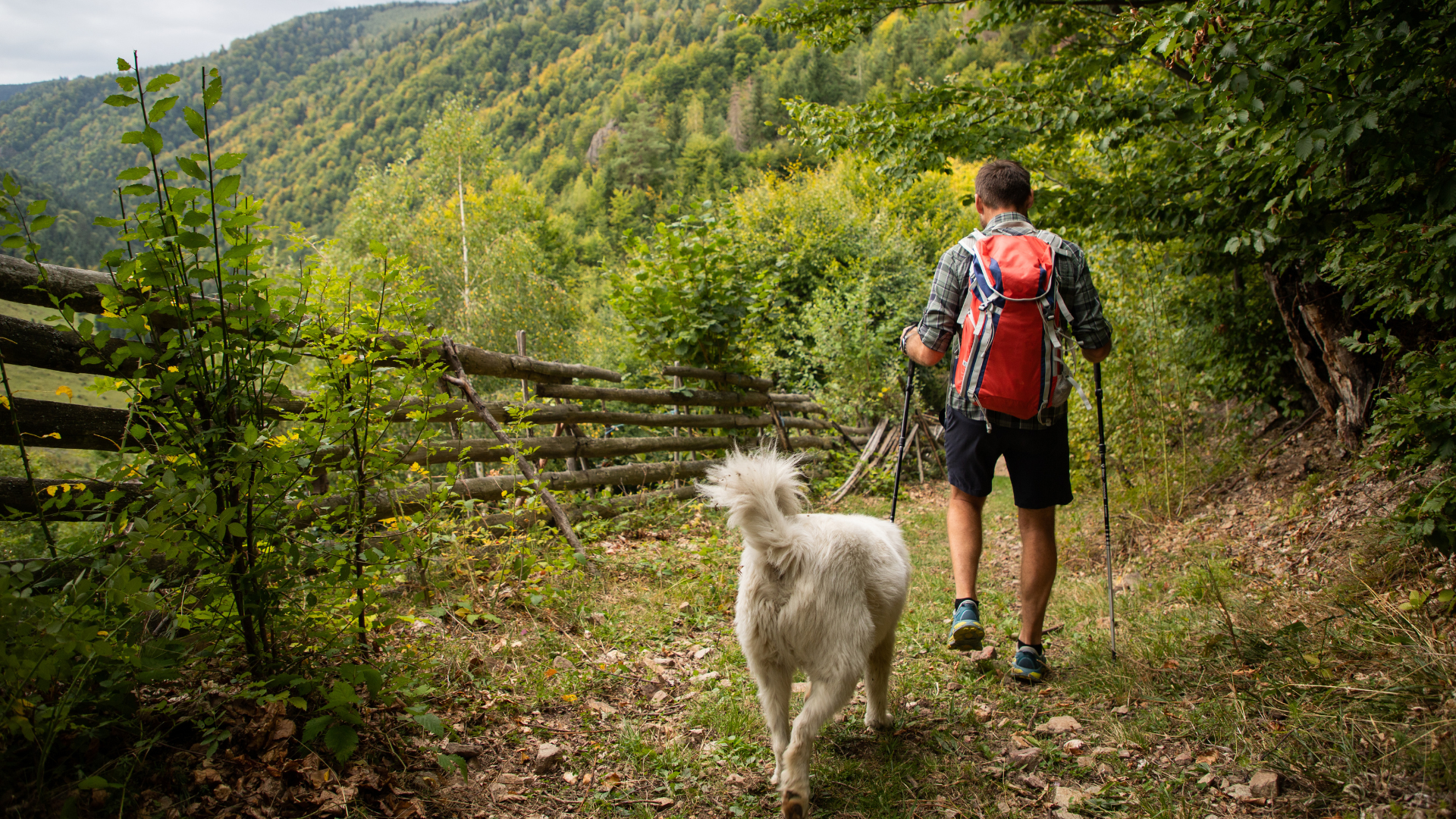 How to Train Your Dog for Mountain Trails