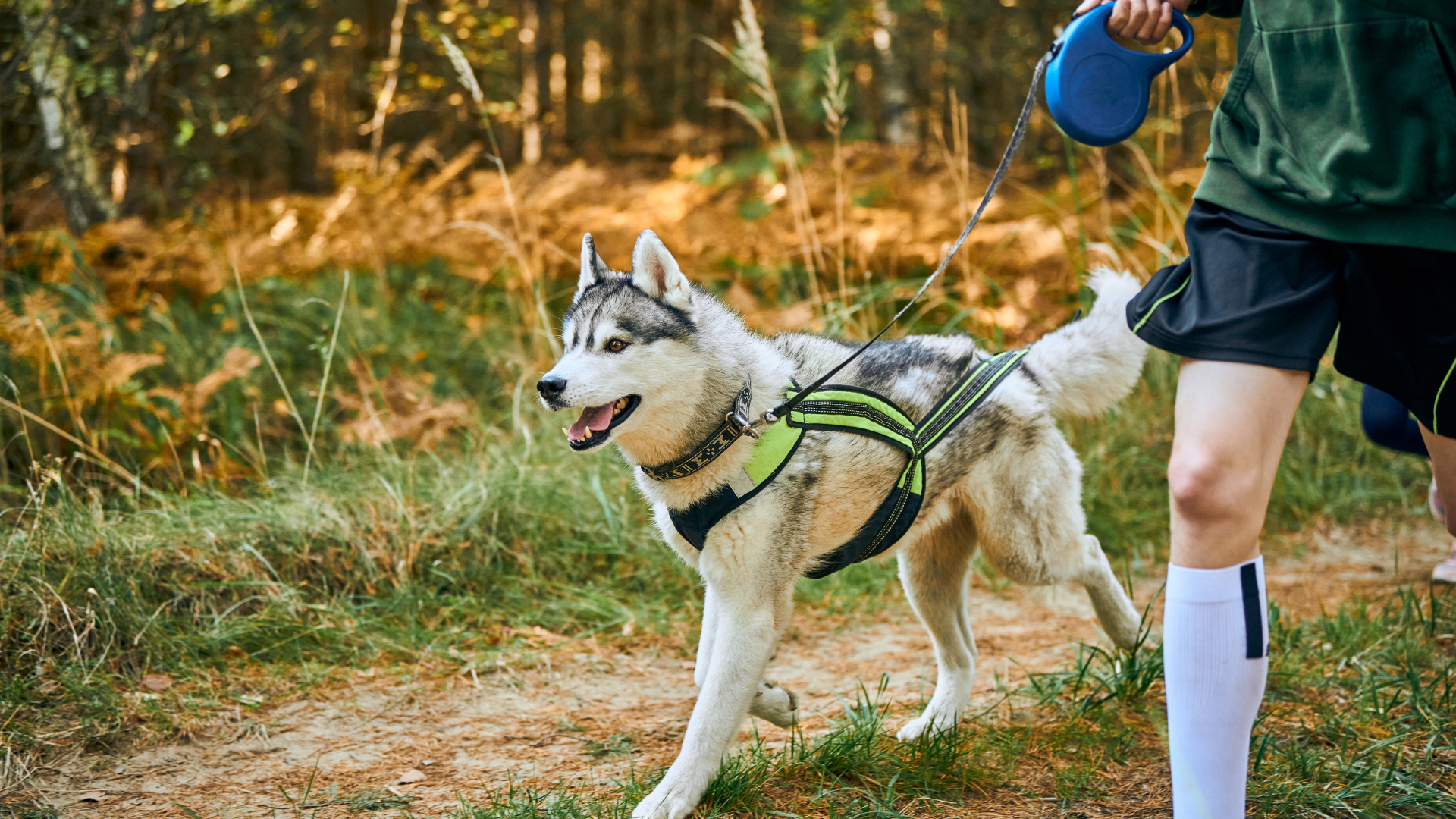 Overcoming Common Dog Hiking Challenges