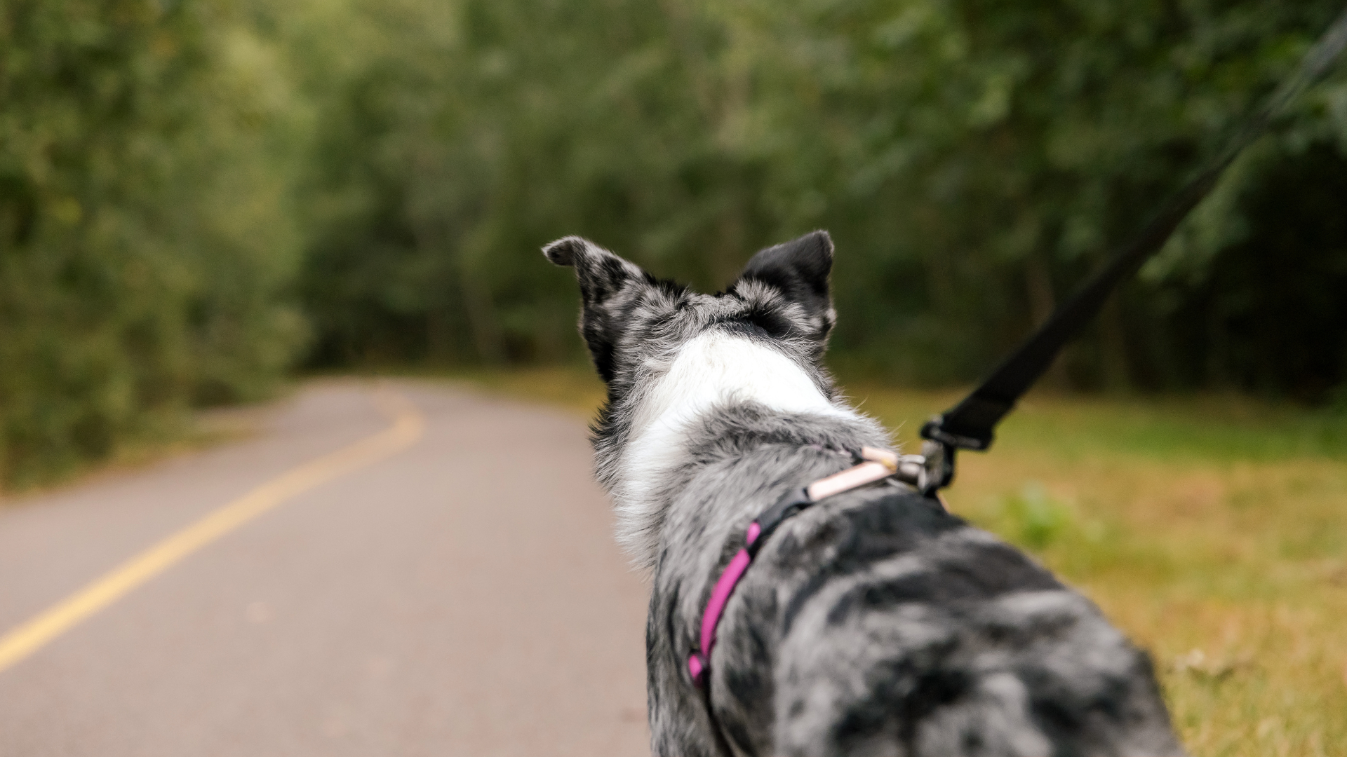 How to Read Dog Body Language on the Trail