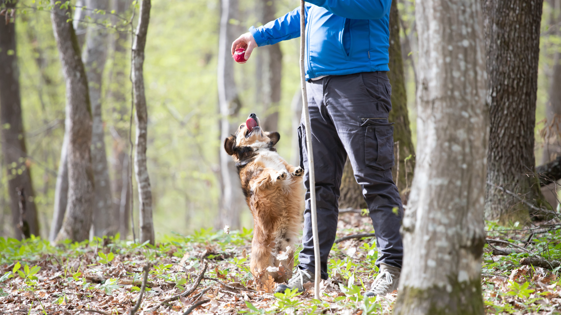 Teaching Your Dog Trail Commands for Hiking