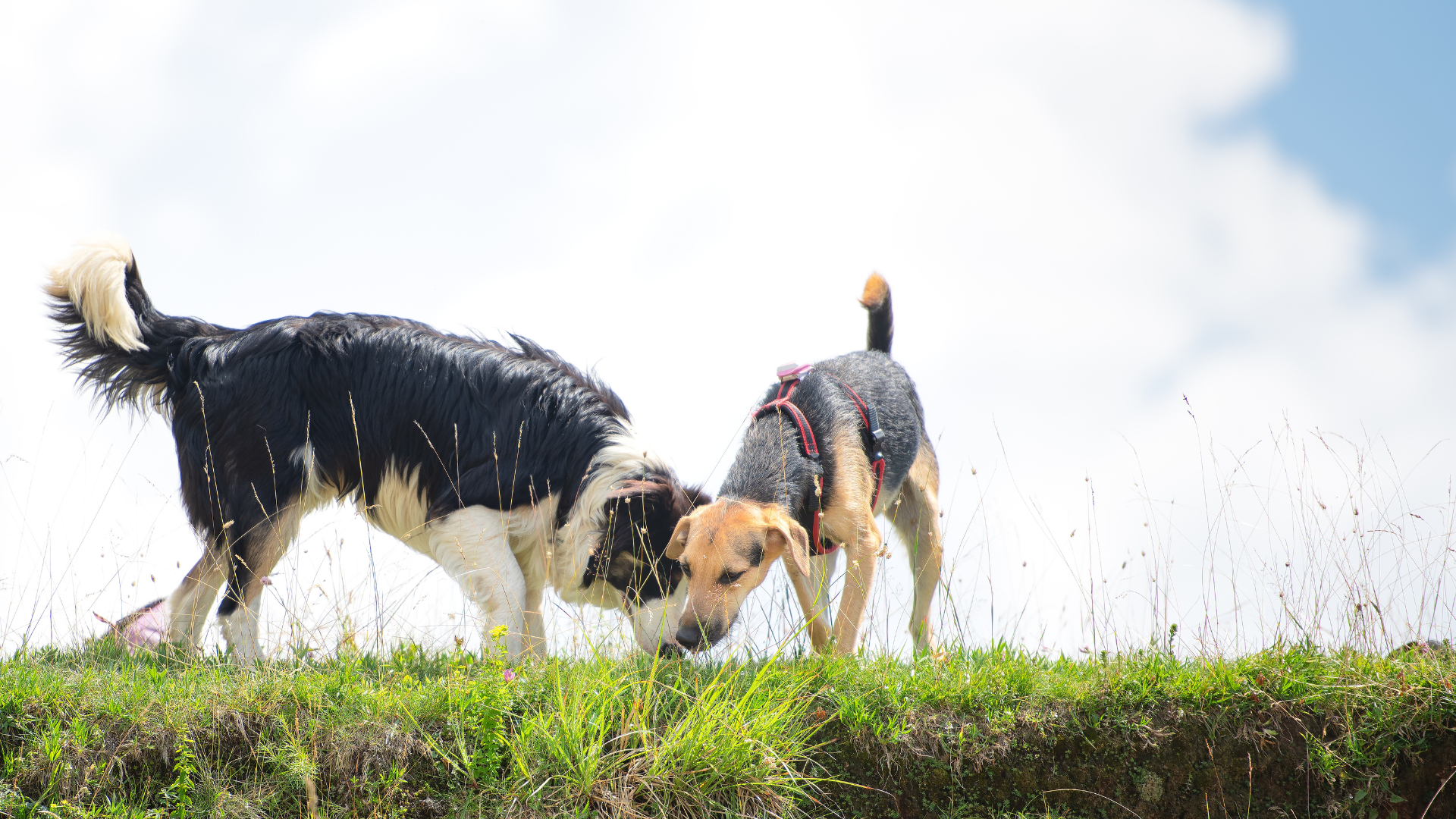 Nutrition and Hydration Tips for Long Hikes with Your Dog