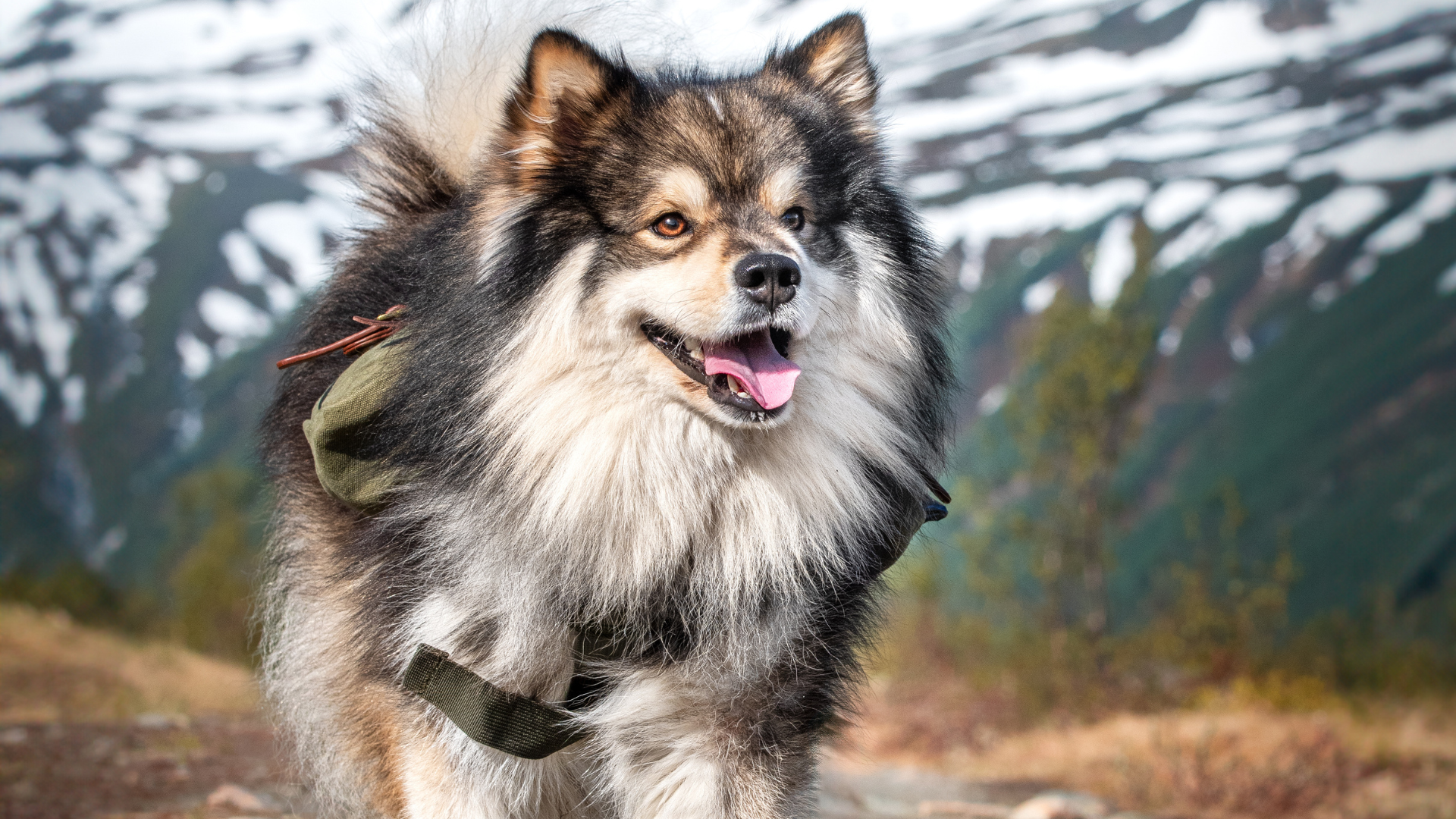 Best Dog Breeds for Backcountry Hiking