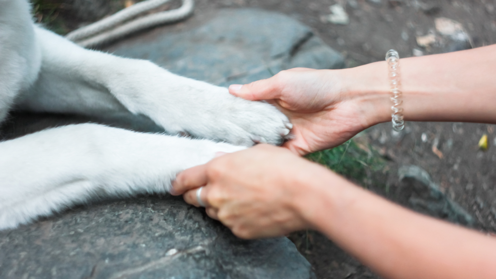 How to Protect Your Dog's Paws on Rocky Trails