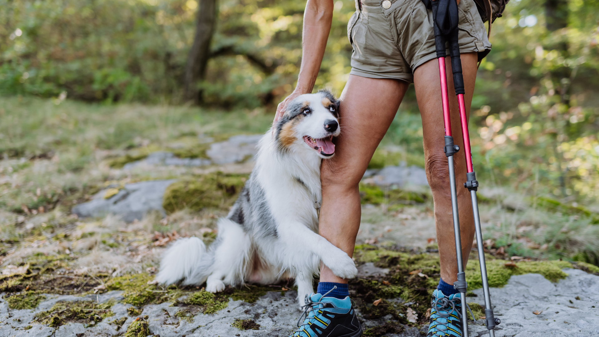 Managing Dog Anxiety on Busy Hiking Trails