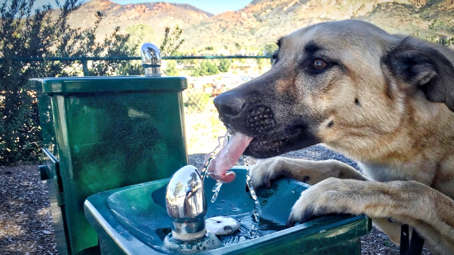 Water Purification for Dogs on Hikes