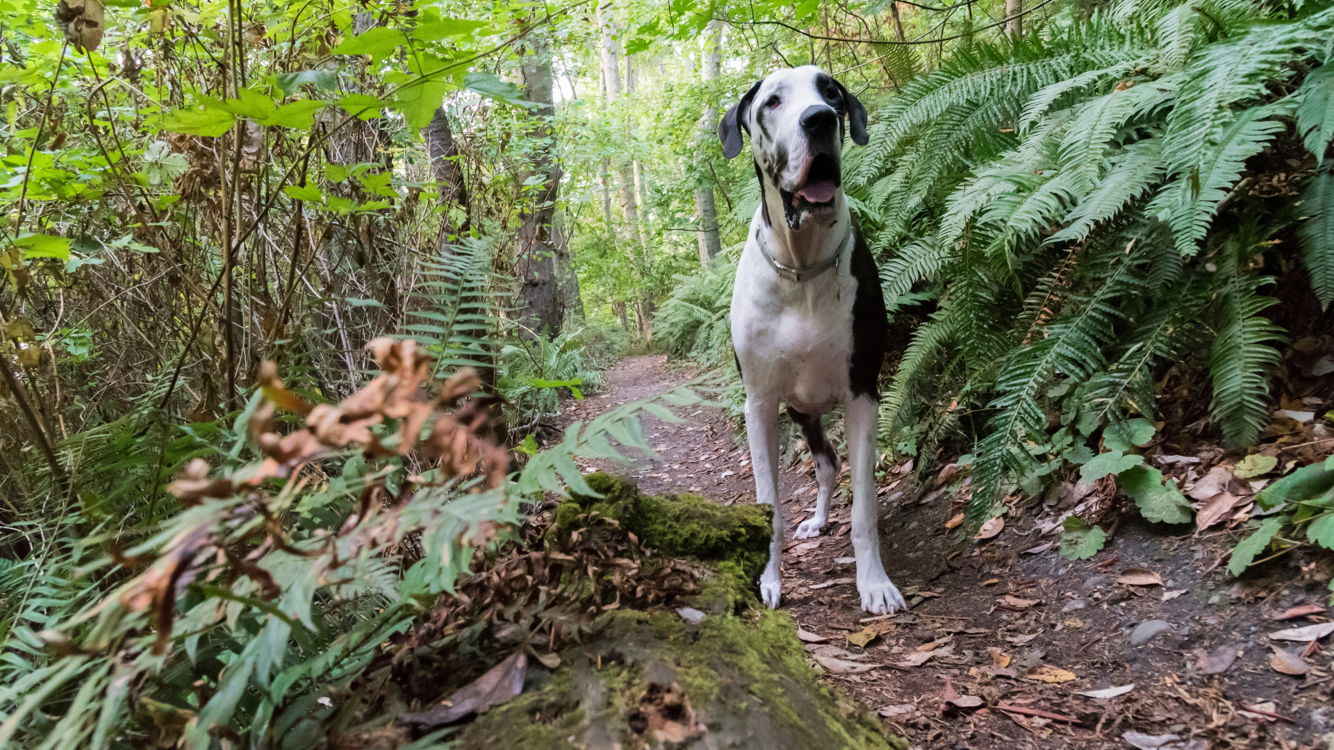 How to Deal with Wildlife Encounters While Hiking with Dogs