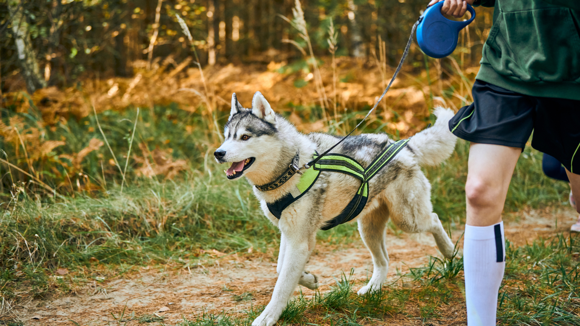How to Read Dog Body Language on the Trail