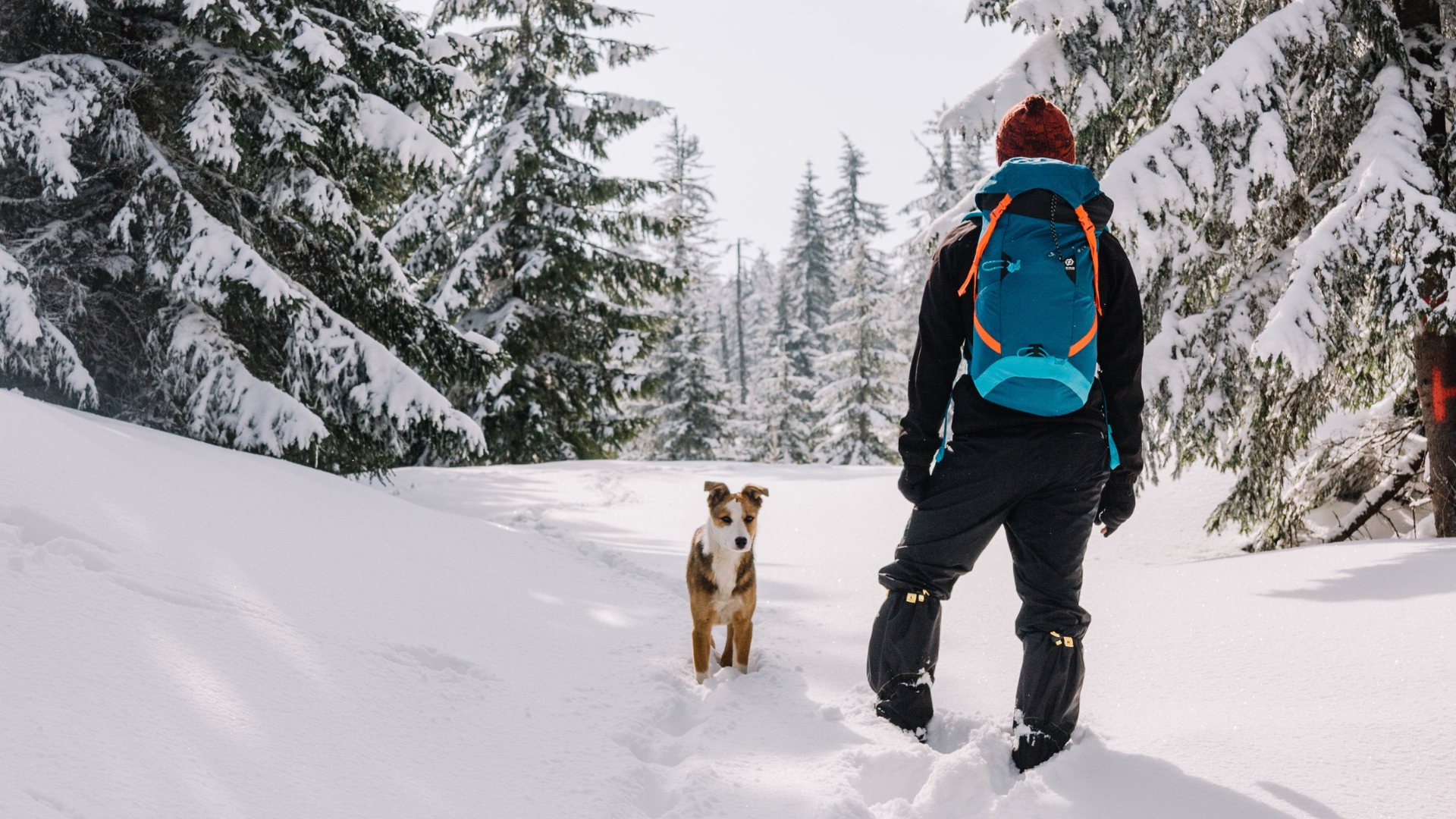 Winter Hiking Gear for Your Dog