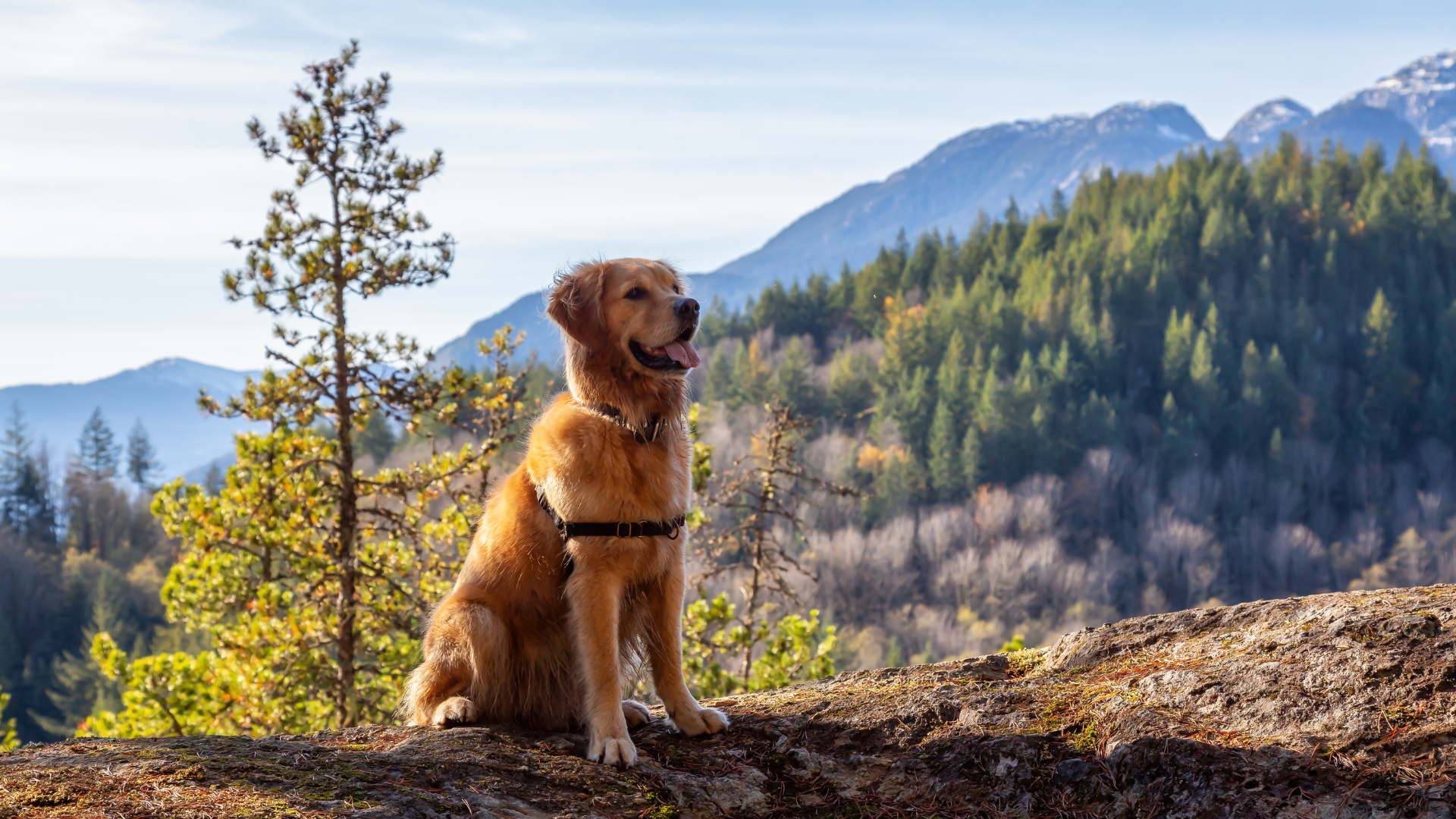 Best Dog Breeds for Backcountry Hiking