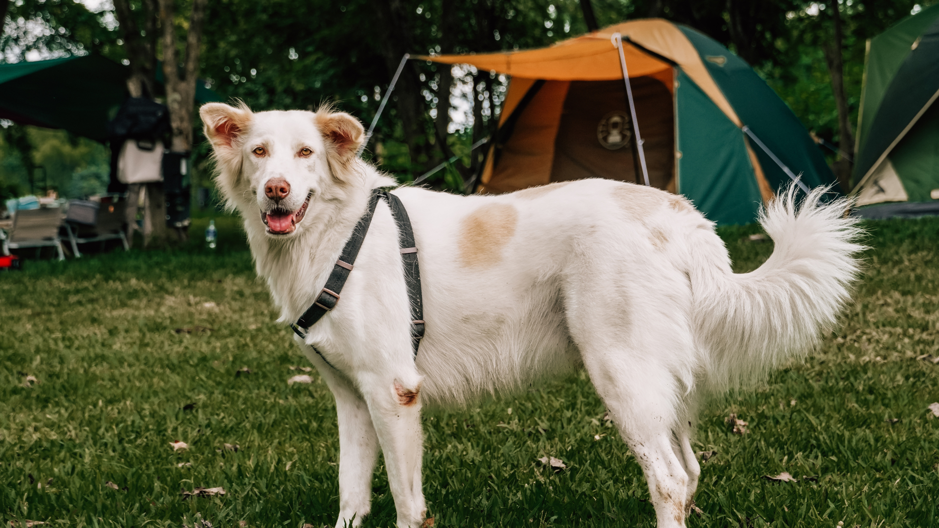 Tips for Camping With Dogs in the Wilderness