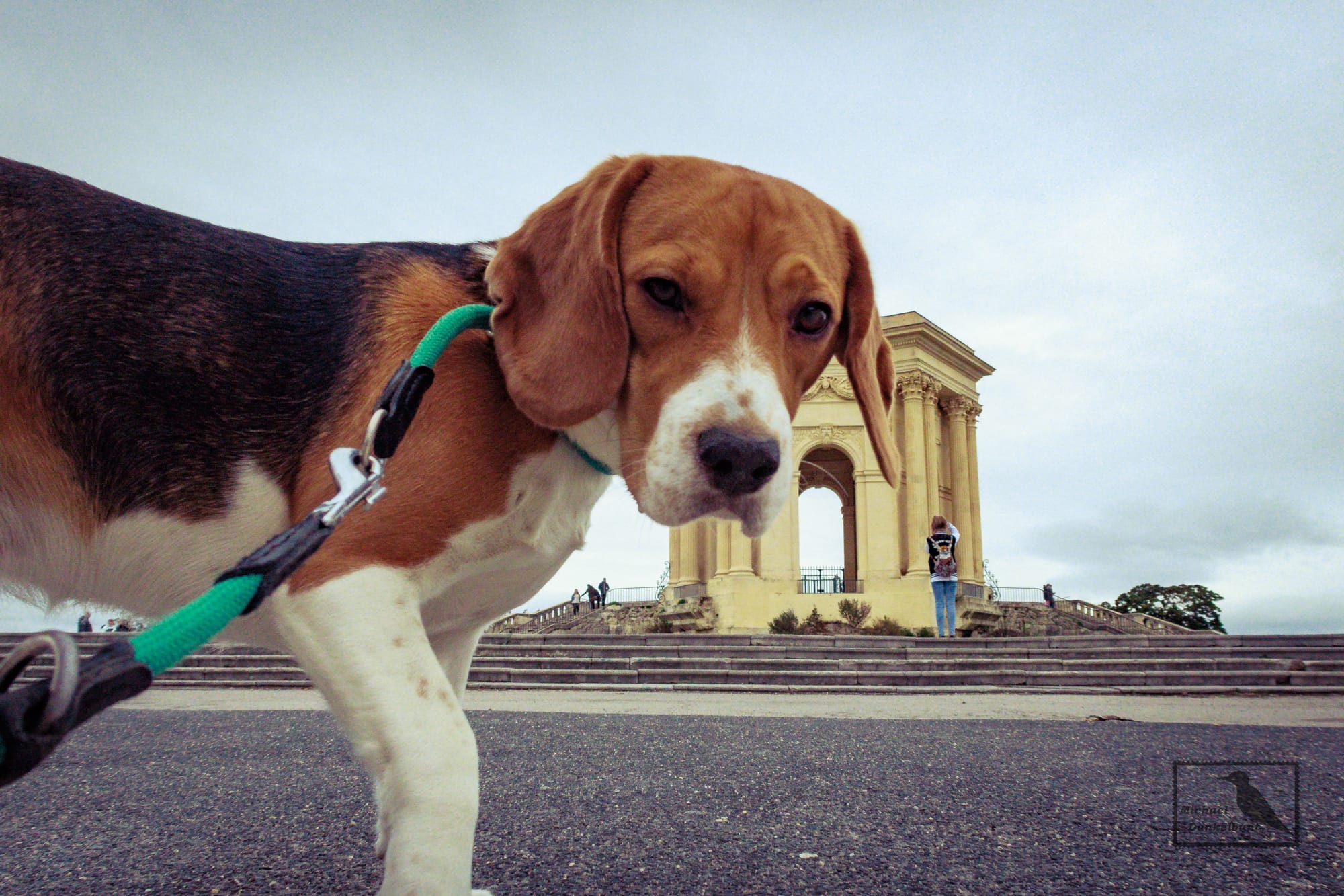 DOGFLUENCERS: Meet Polly, the Jet-Setting Beagle