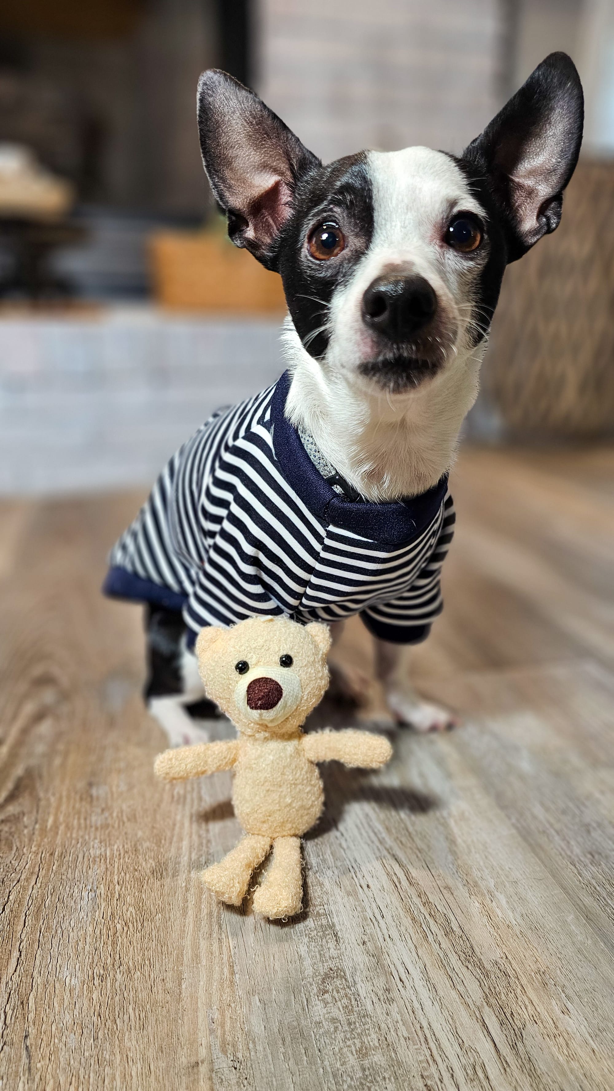 DOGFLUENCERS: Meet Oakley, The Pup with a Contagious Smile