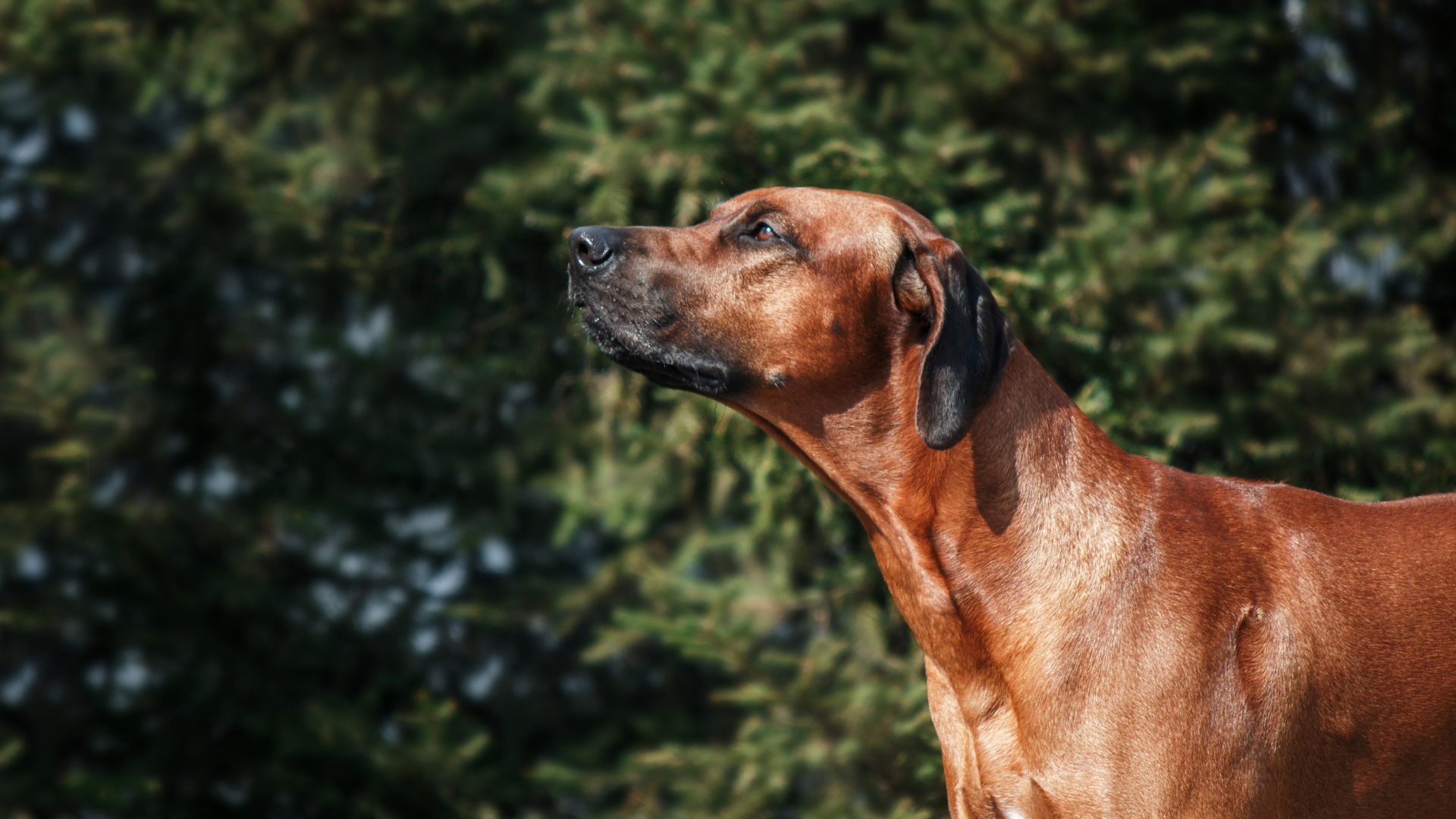 The Impact of Elevation Gain on Dogs