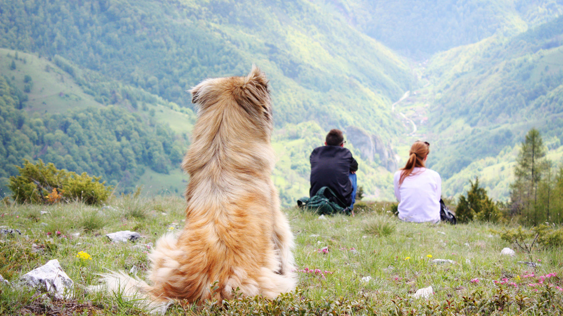 Finding Dog-Friendly Hiking Groups in Your Area