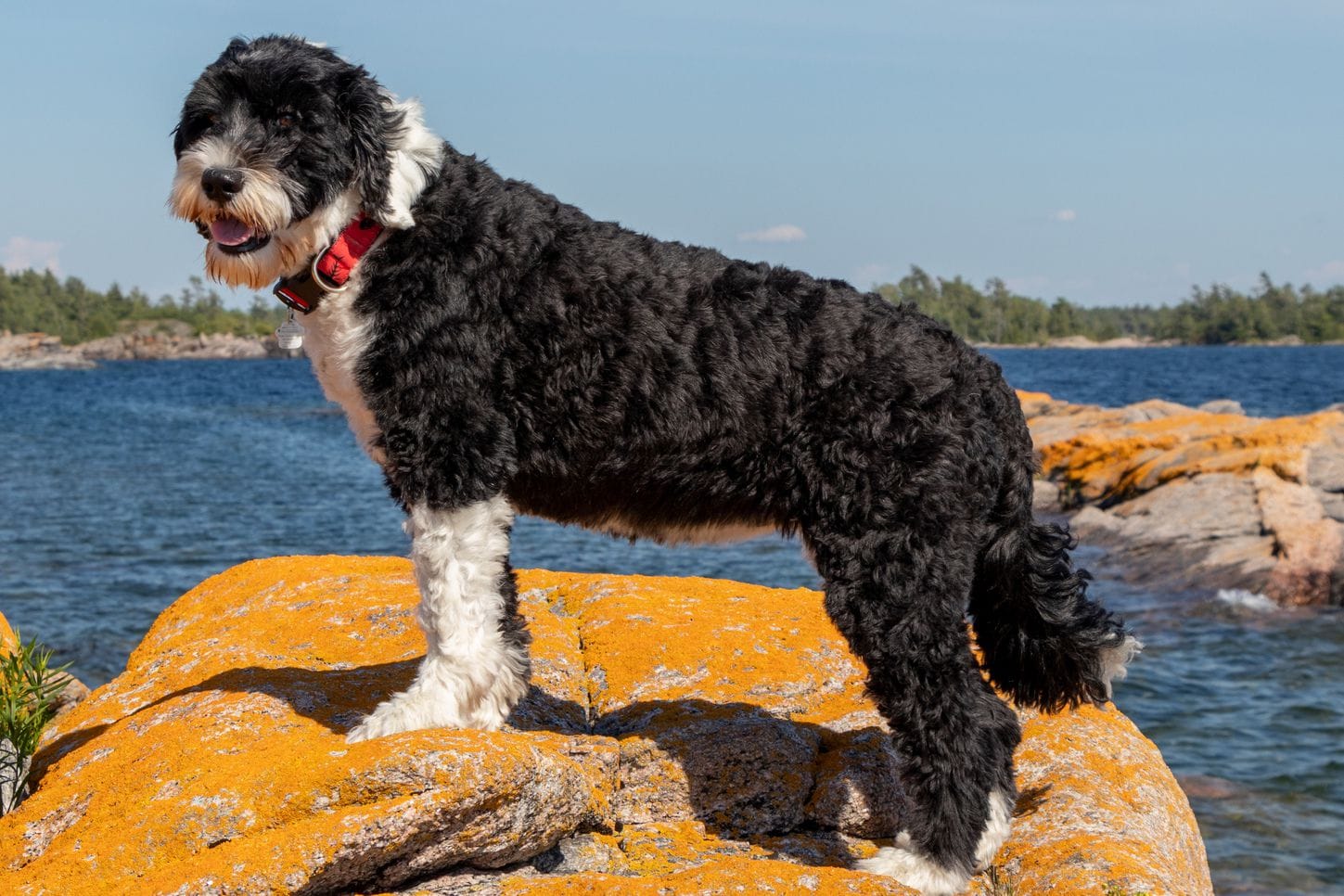 How to Groom Portuguese Water Dog
