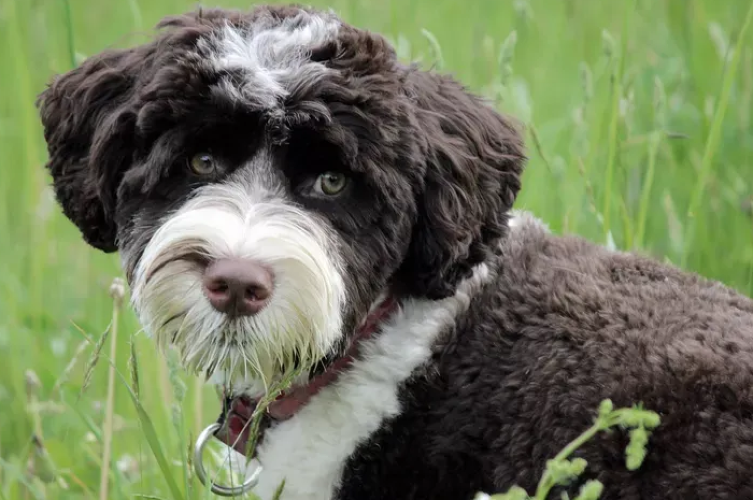 How To Groom Portuguese Water Dog