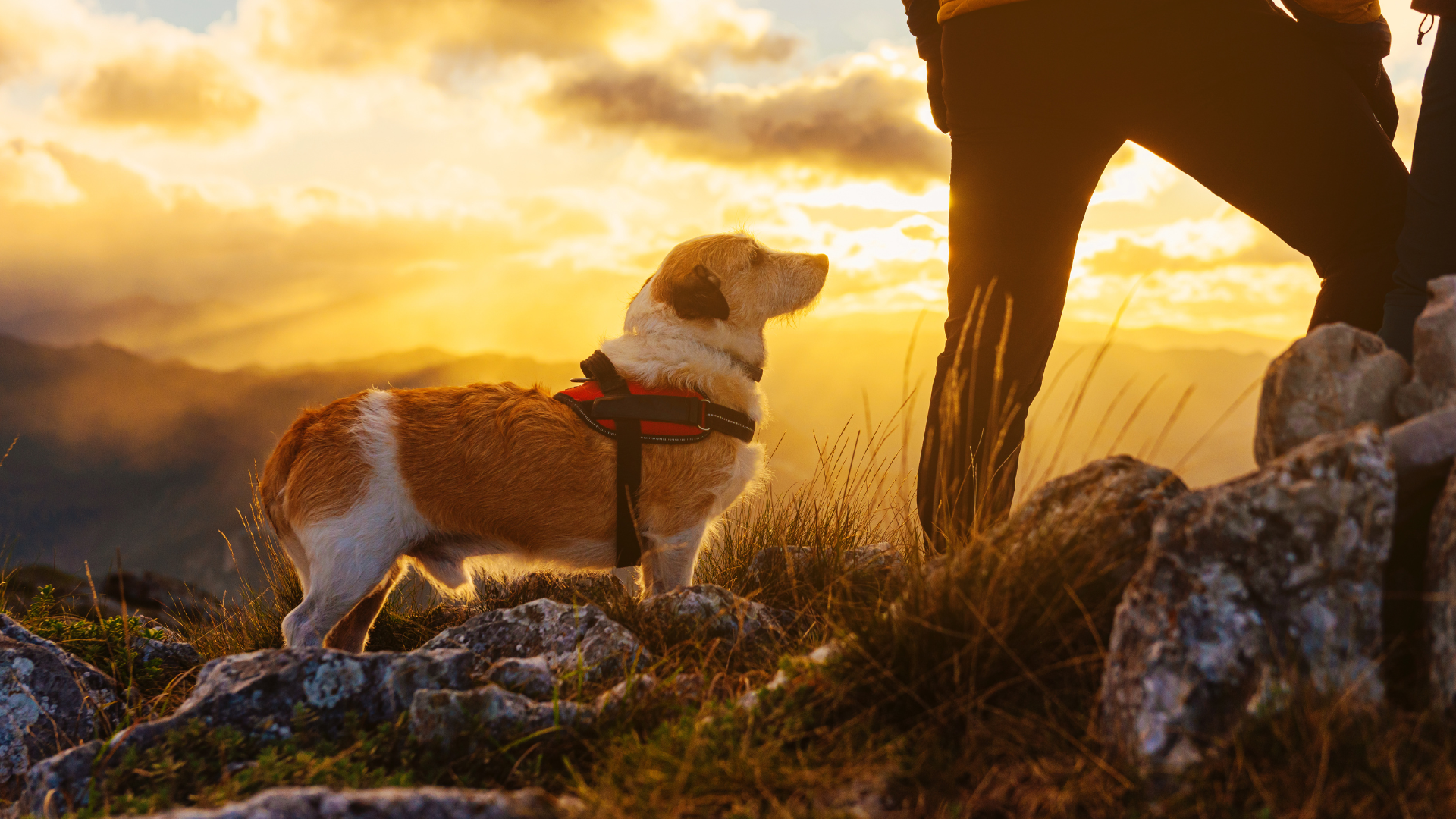 Long-Distance Hiking Trails Suitable for Dogs