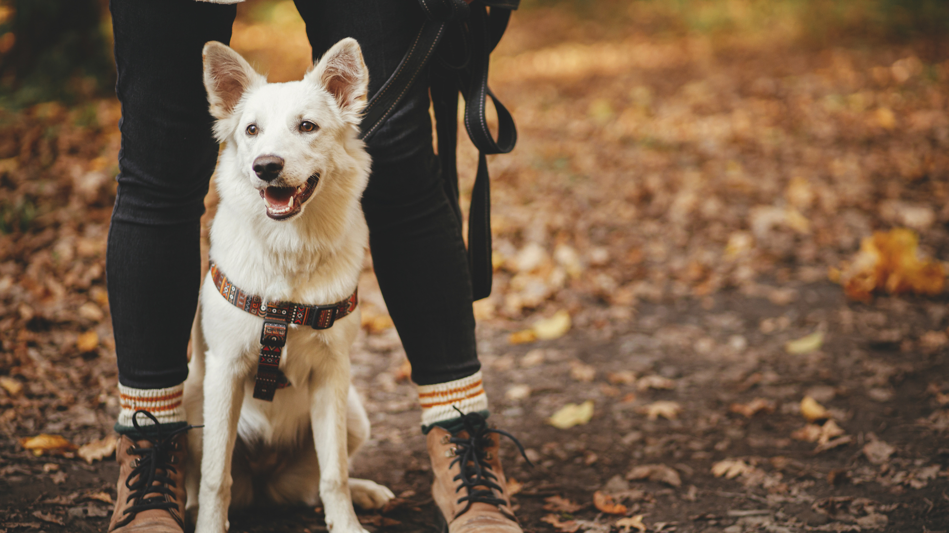 Managing Dog Anxiety on Busy Hiking Trails