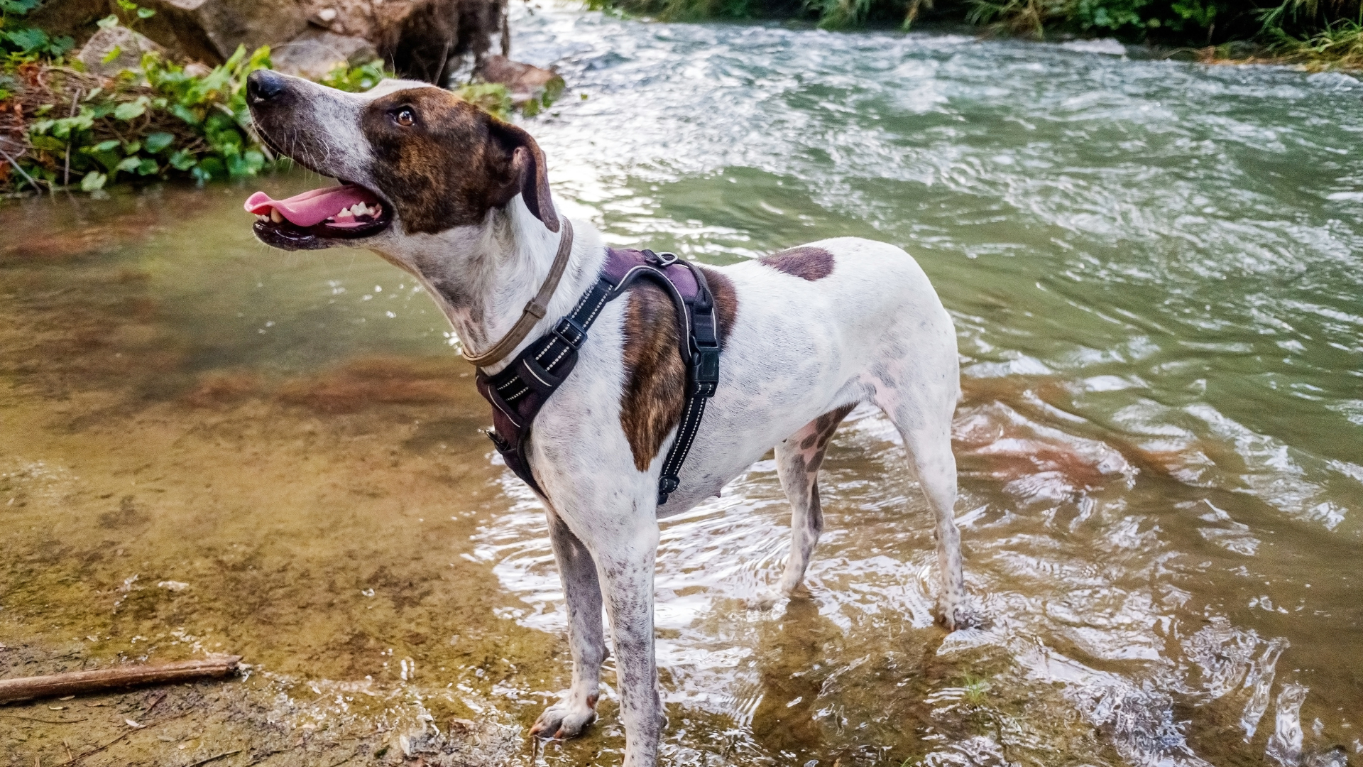 Water Purification for Dogs on Hikes