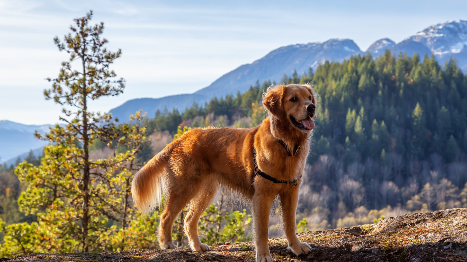 Best Dog Breeds for Backcountry Hiking