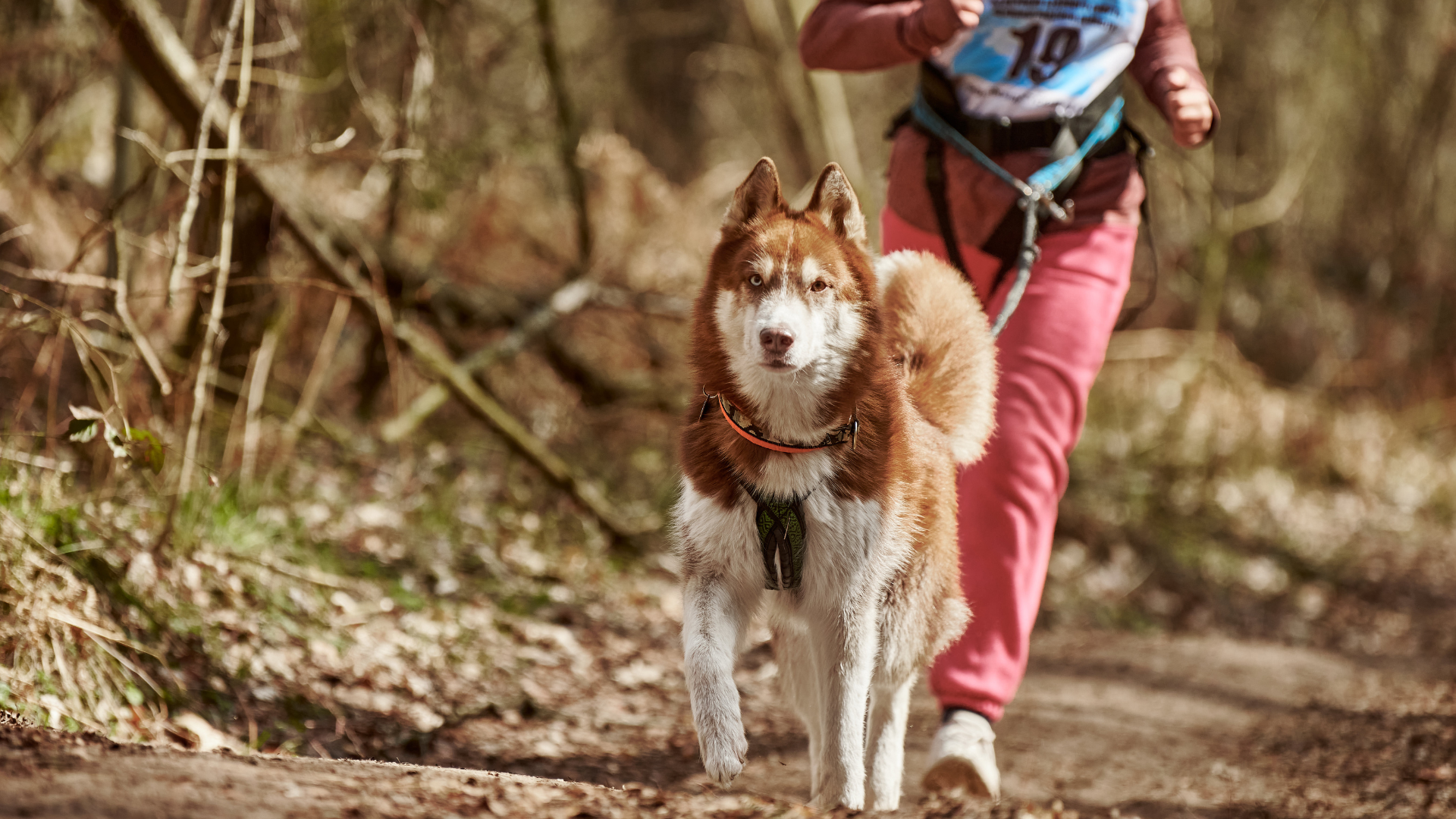 Overcoming Common Dog Hiking Challenges