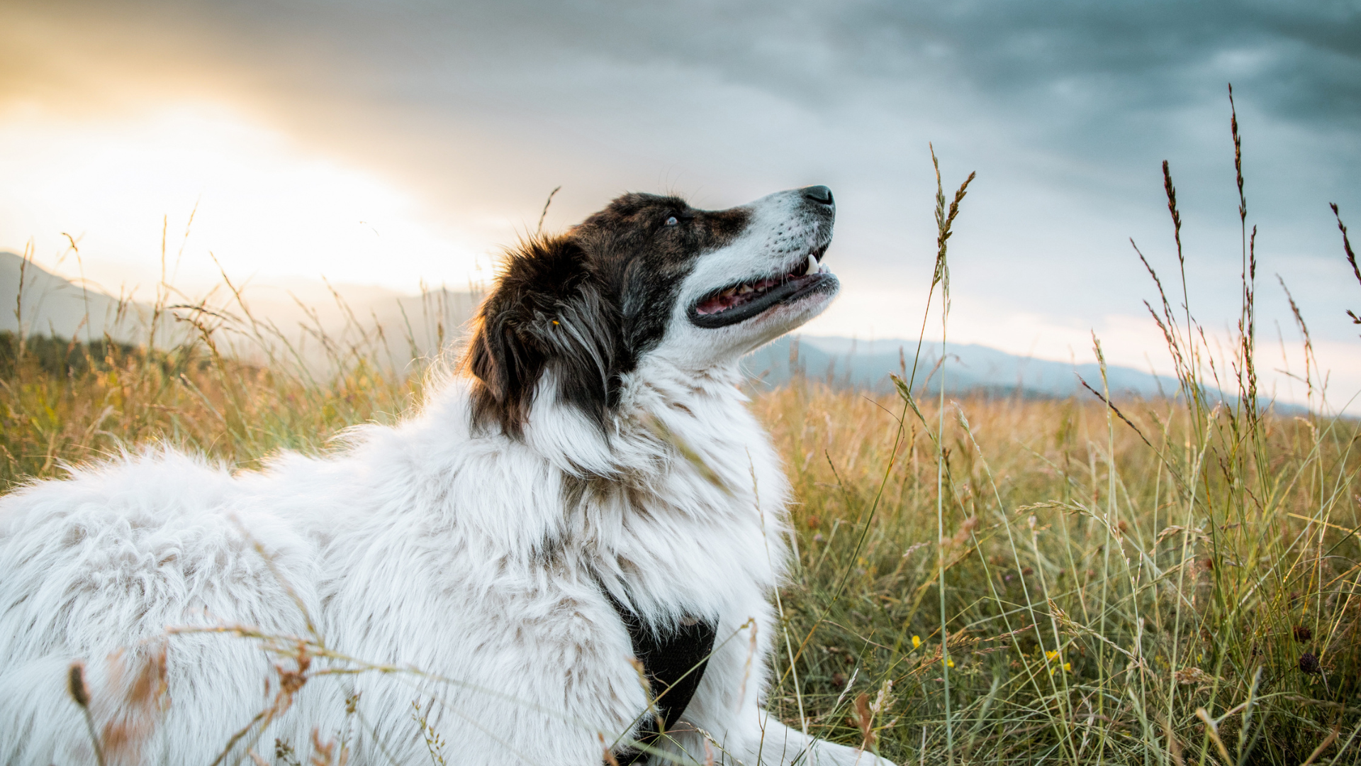 The Impact of Elevation Gain on Dogs