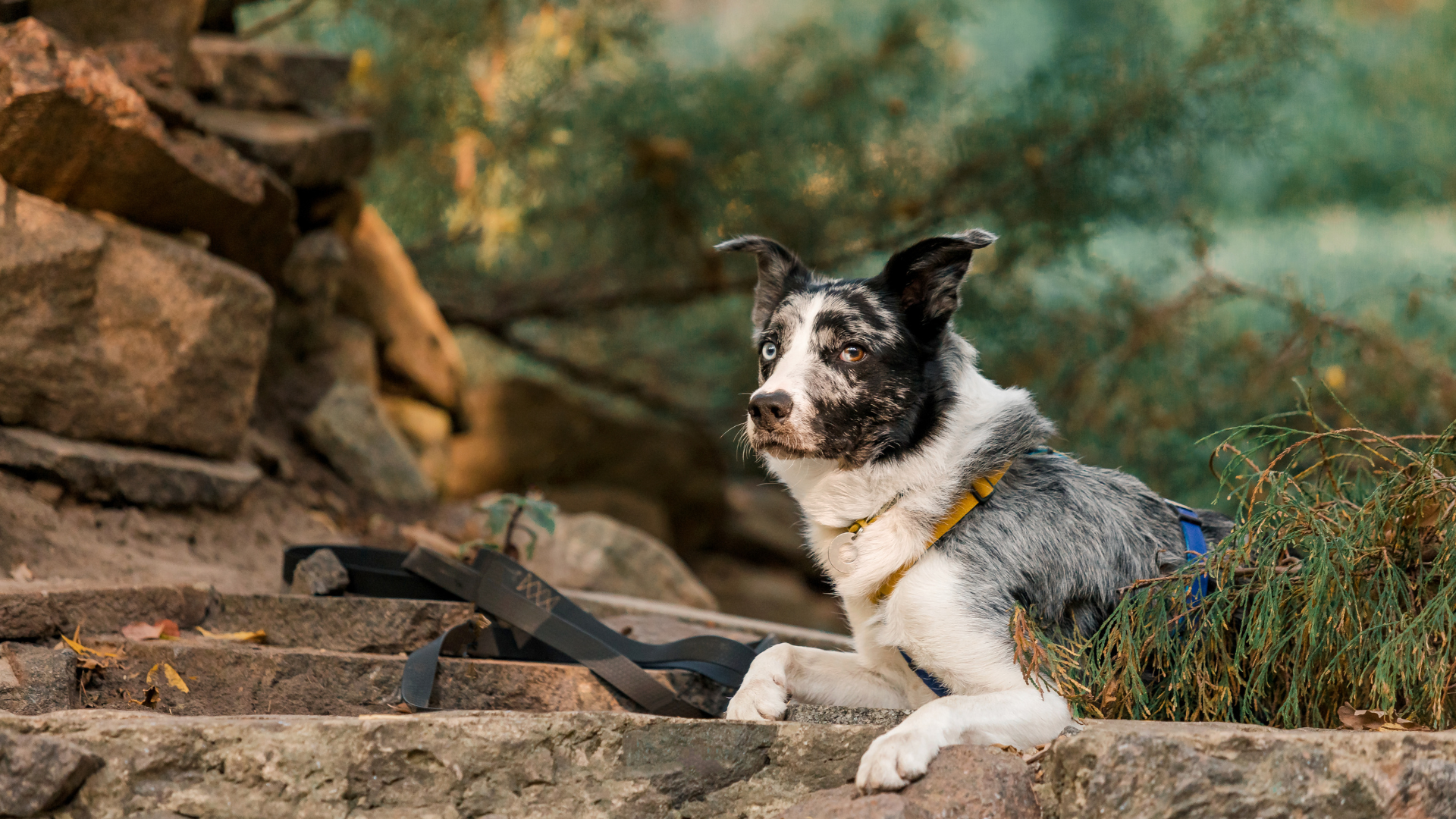 How to Protect Your Dog's Paws on Rocky Trails