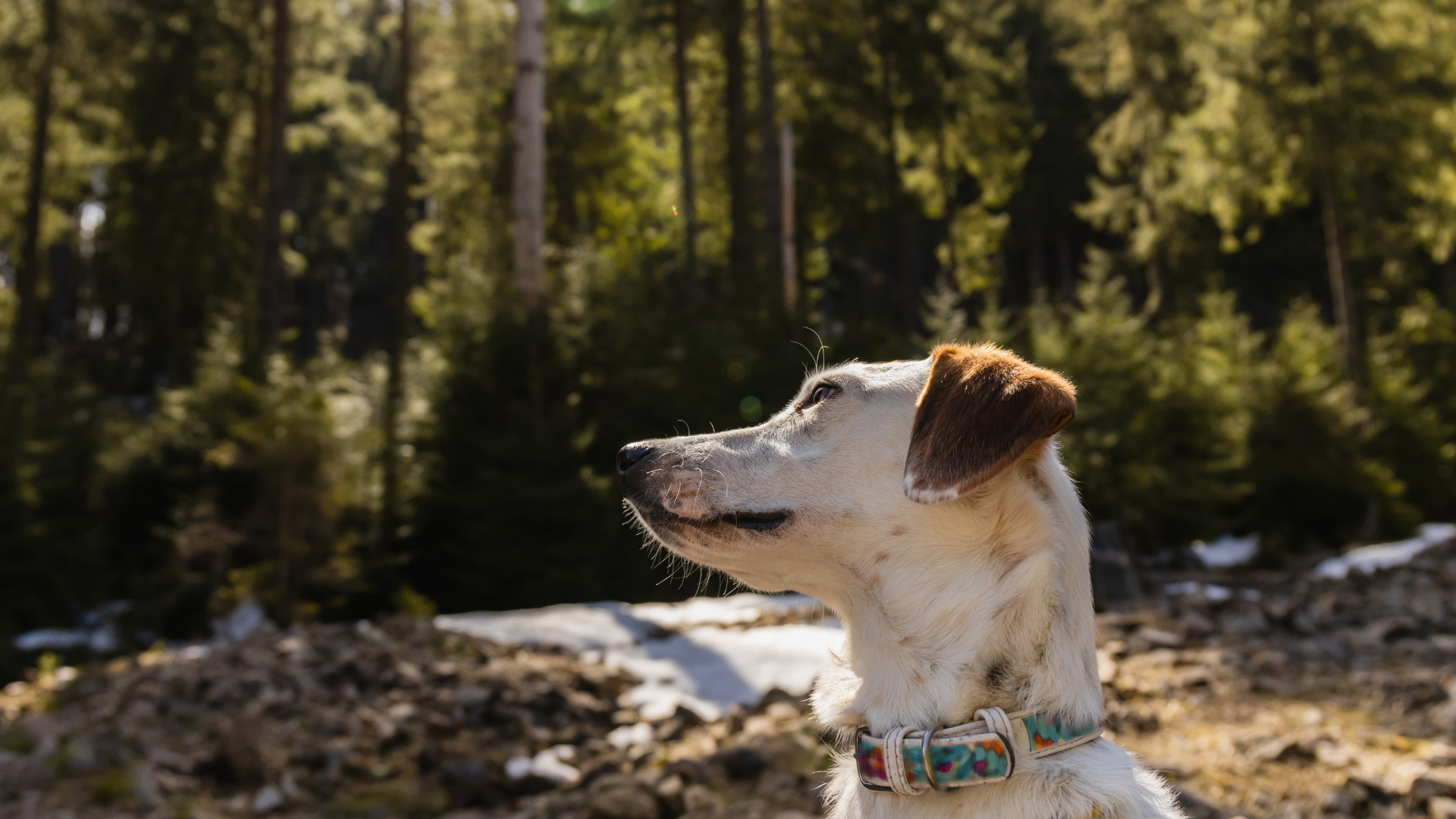 Managing Dog Anxiety on Busy Hiking Trails