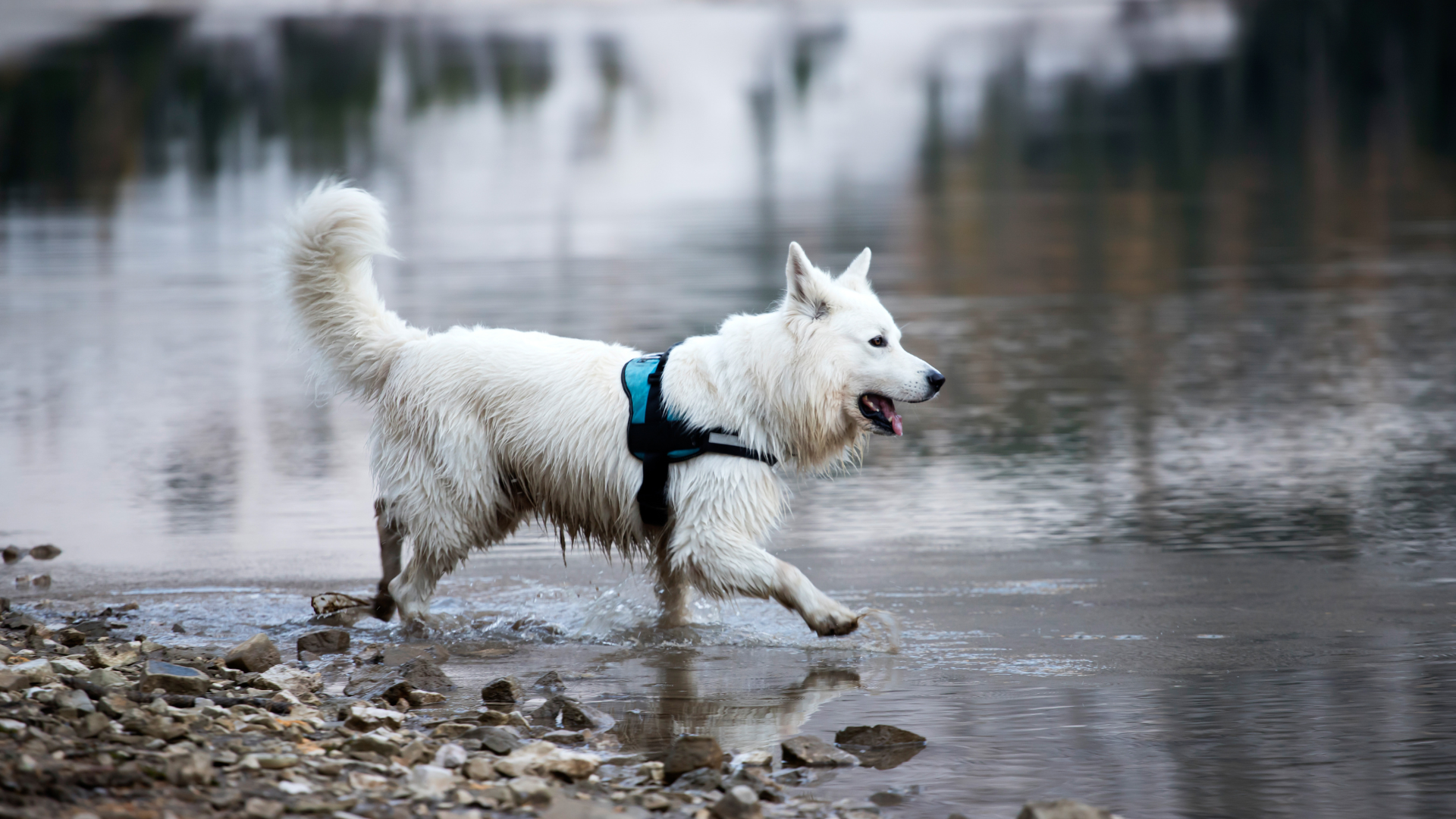 Water Purification for Dogs on Hikes