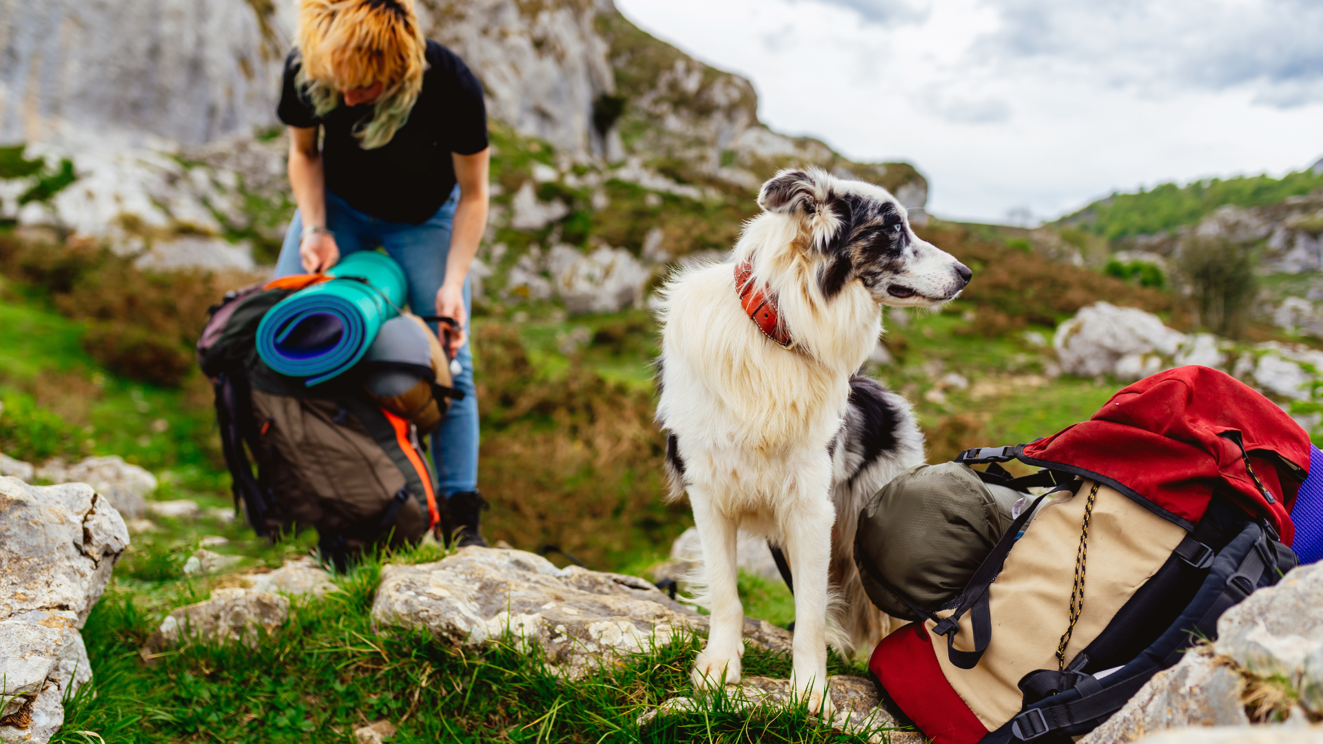 How to Deal with Wildlife Encounters While Hiking with Dogs