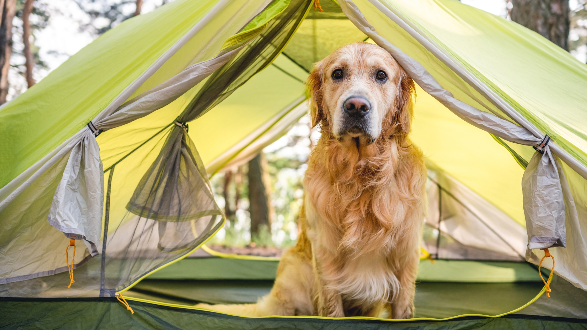 Tips for Camping With Dogs in the Wilderness
