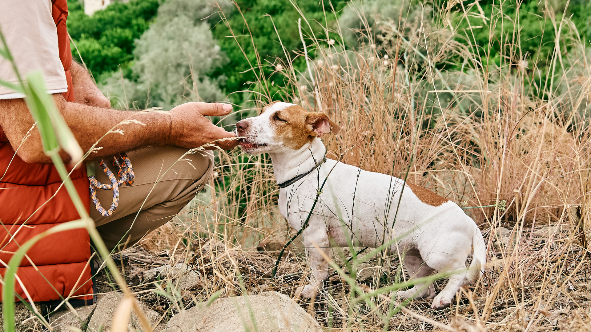 How to Deal with Wildlife Encounters While Hiking with Dogs