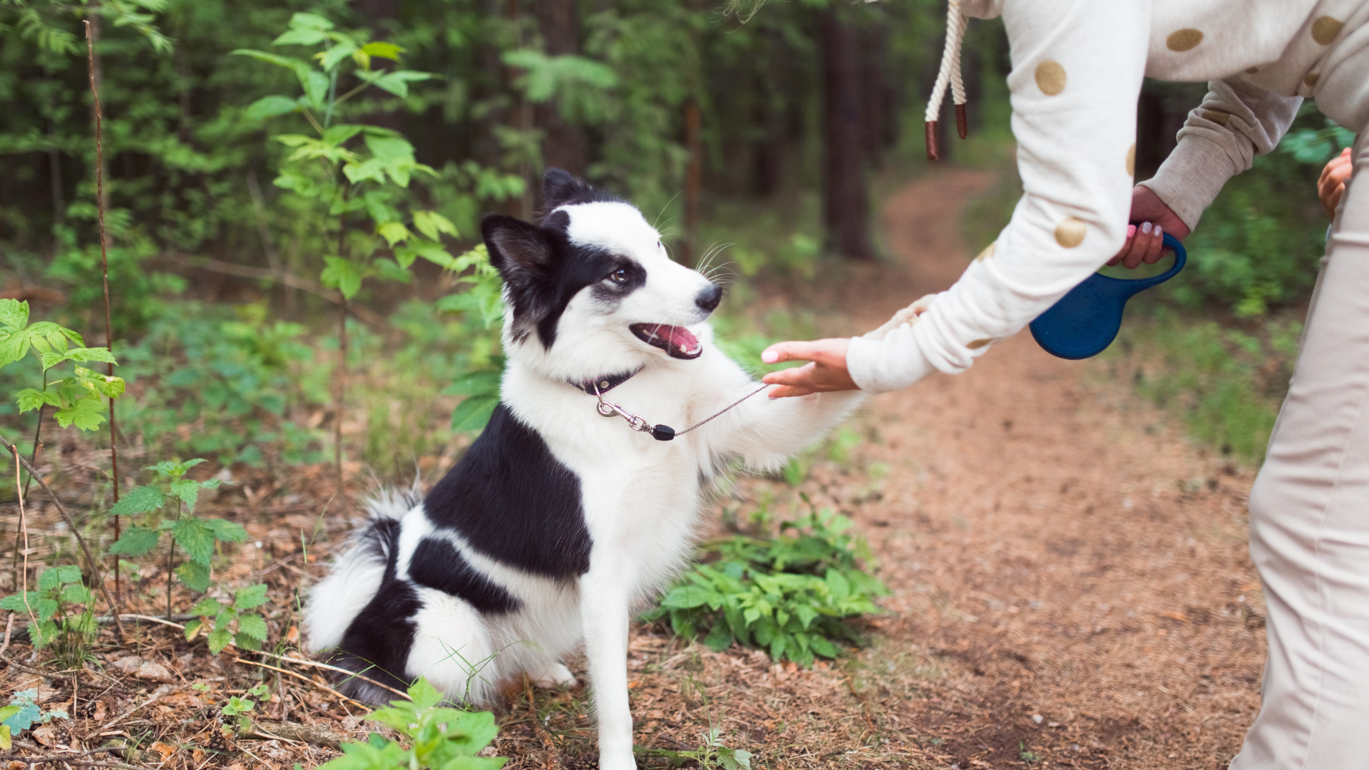 Teaching Your Dog Trail Commands for Hiking